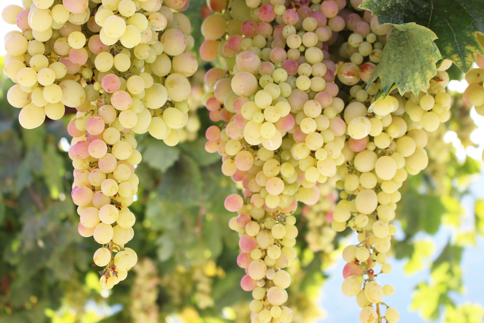 Canon EOS 700D (EOS Rebel T5i / EOS Kiss X7i) sample photo. Grapes, grapevine, wine photography