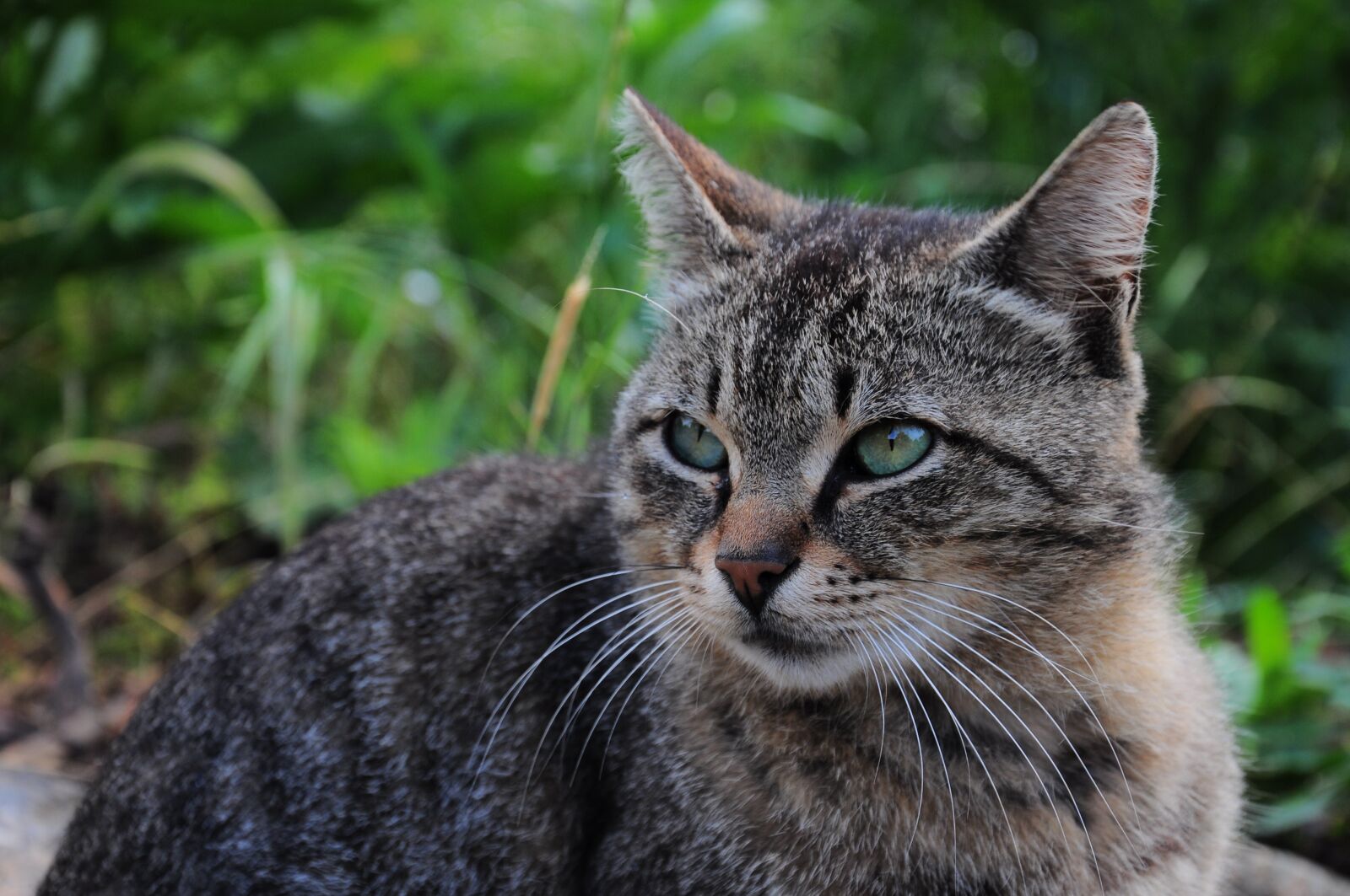 Nikon D90 sample photo. Cat pictures, cat, cat photography