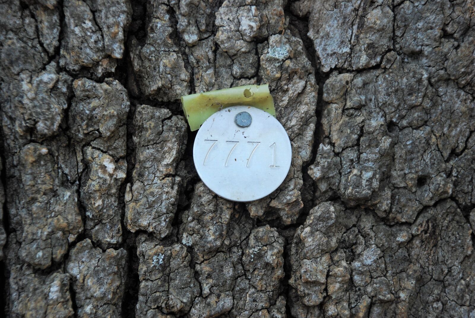 Nikon D80 sample photo. Tree identification tags, identification photography