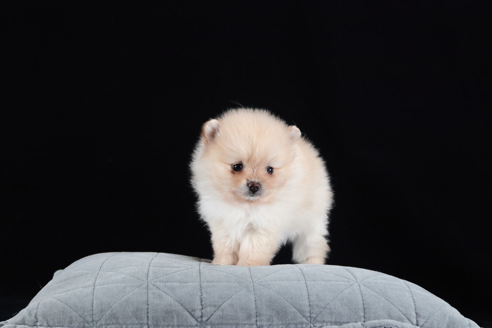 Canon EF 16-35mm F2.8L II USM sample photo. Pomeranian, dog, brown photography