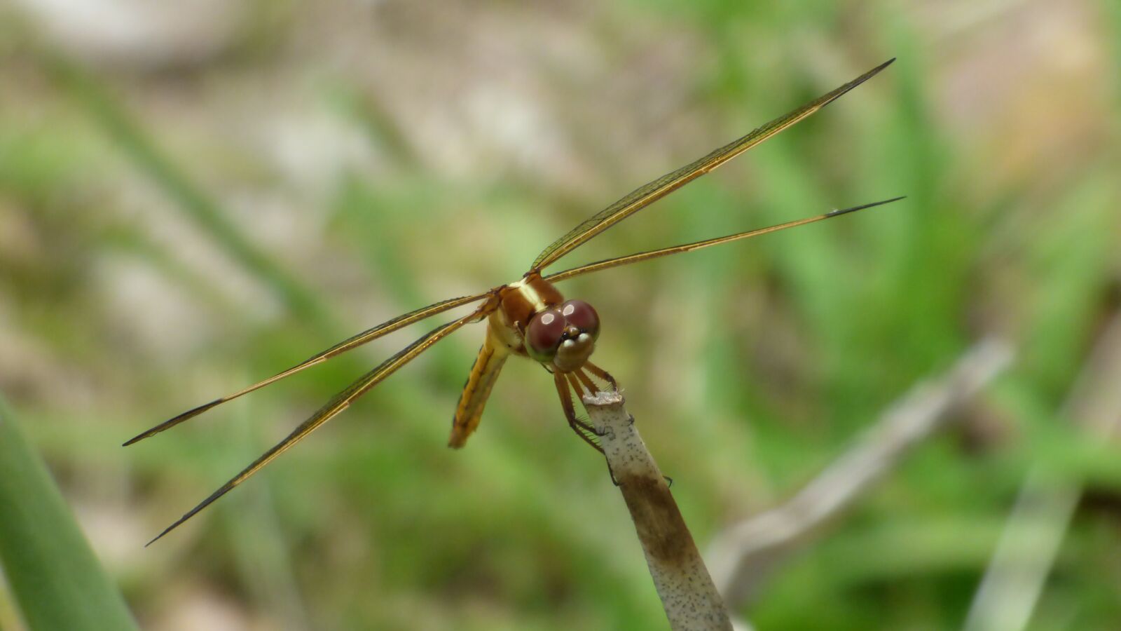 Panasonic DMC-FZ72 sample photo. Dragonfly, insect, wings photography