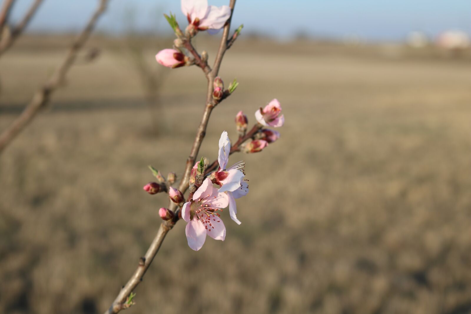 Canon EOS 750D (EOS Rebel T6i / EOS Kiss X8i) sample photo. Nature, tree, flower photography