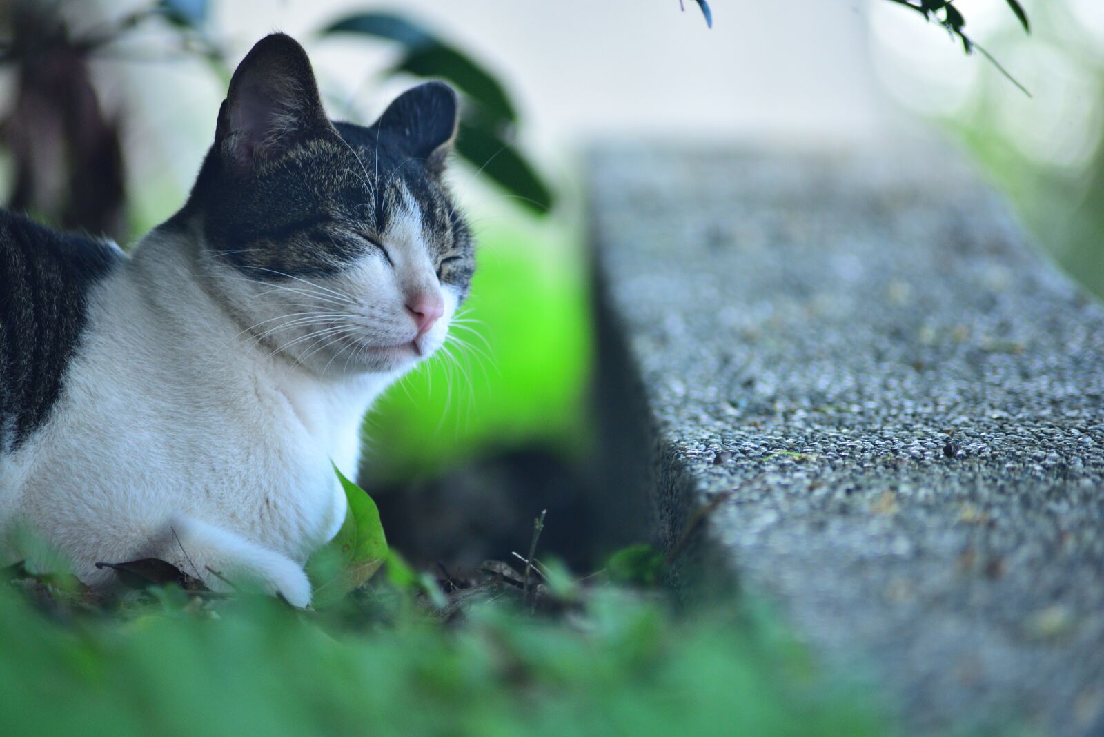 Nikon D750 sample photo. Animal, nature, cute photography