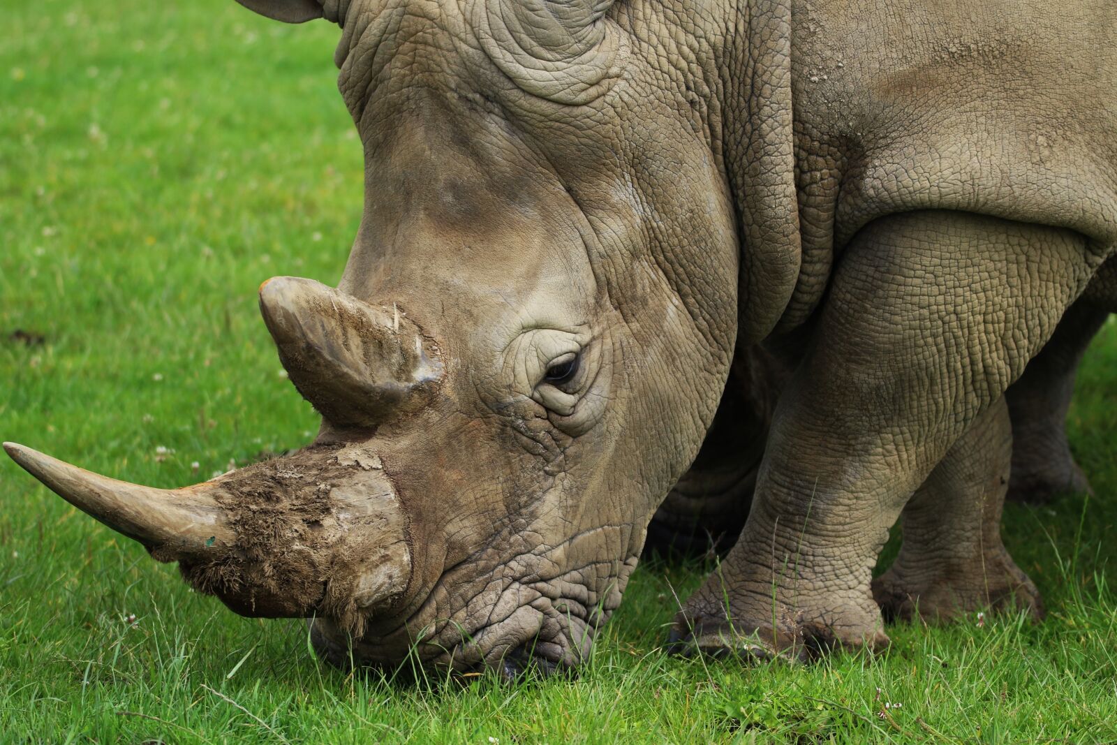 Canon EOS 7D Mark II sample photo. Rhino, horn, nature photography