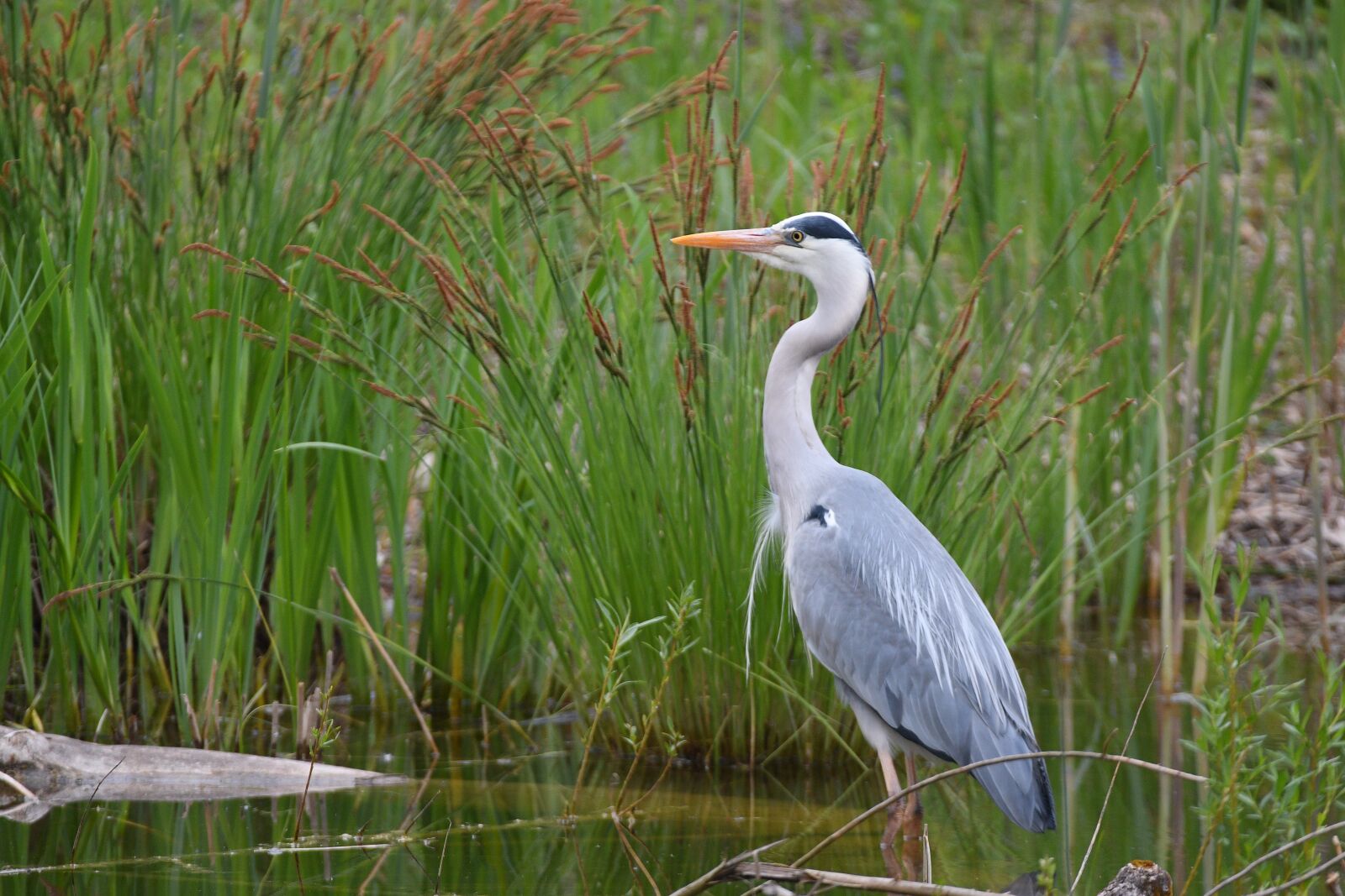 Nikon D500 sample photo. Grey heron, nature, bird photography