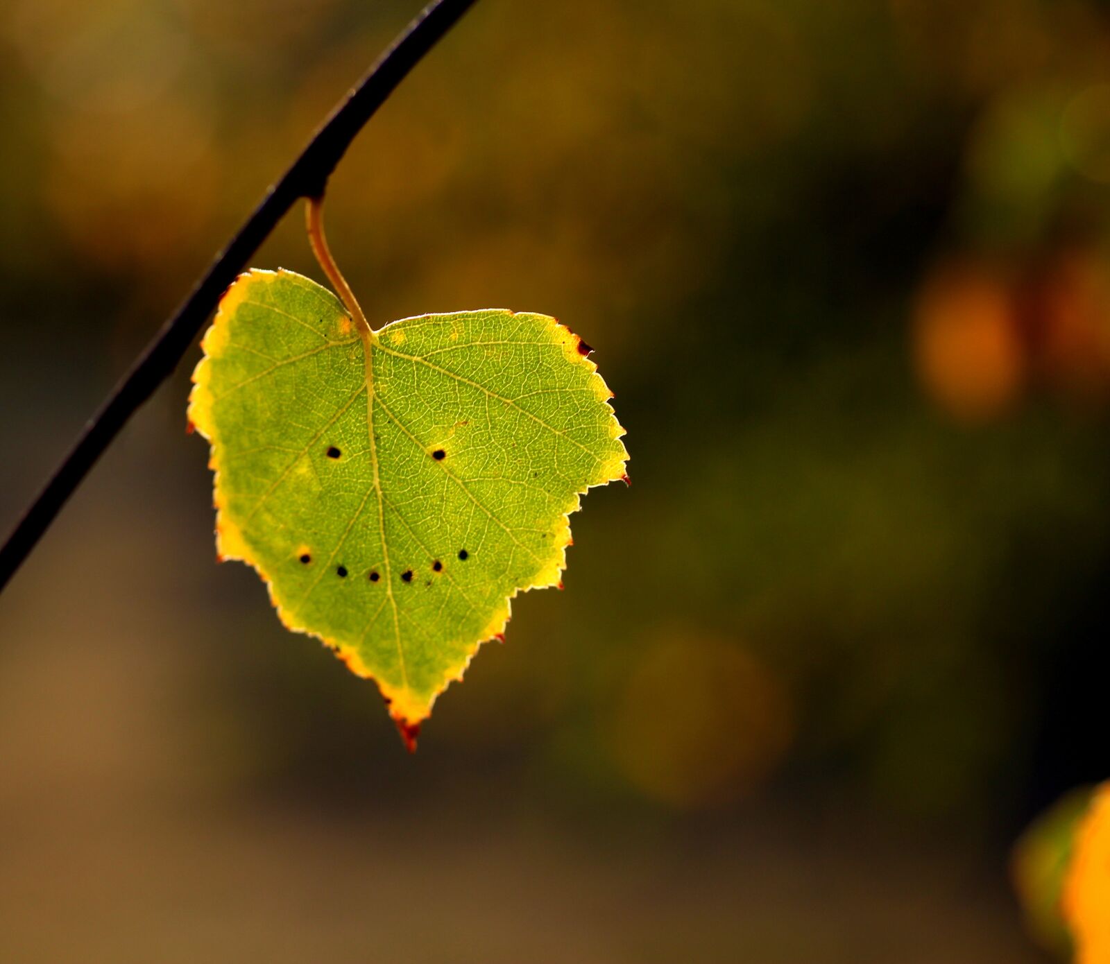Canon EF-S 60mm F2.8 Macro USM sample photo. Leaf, autumn, smile photography