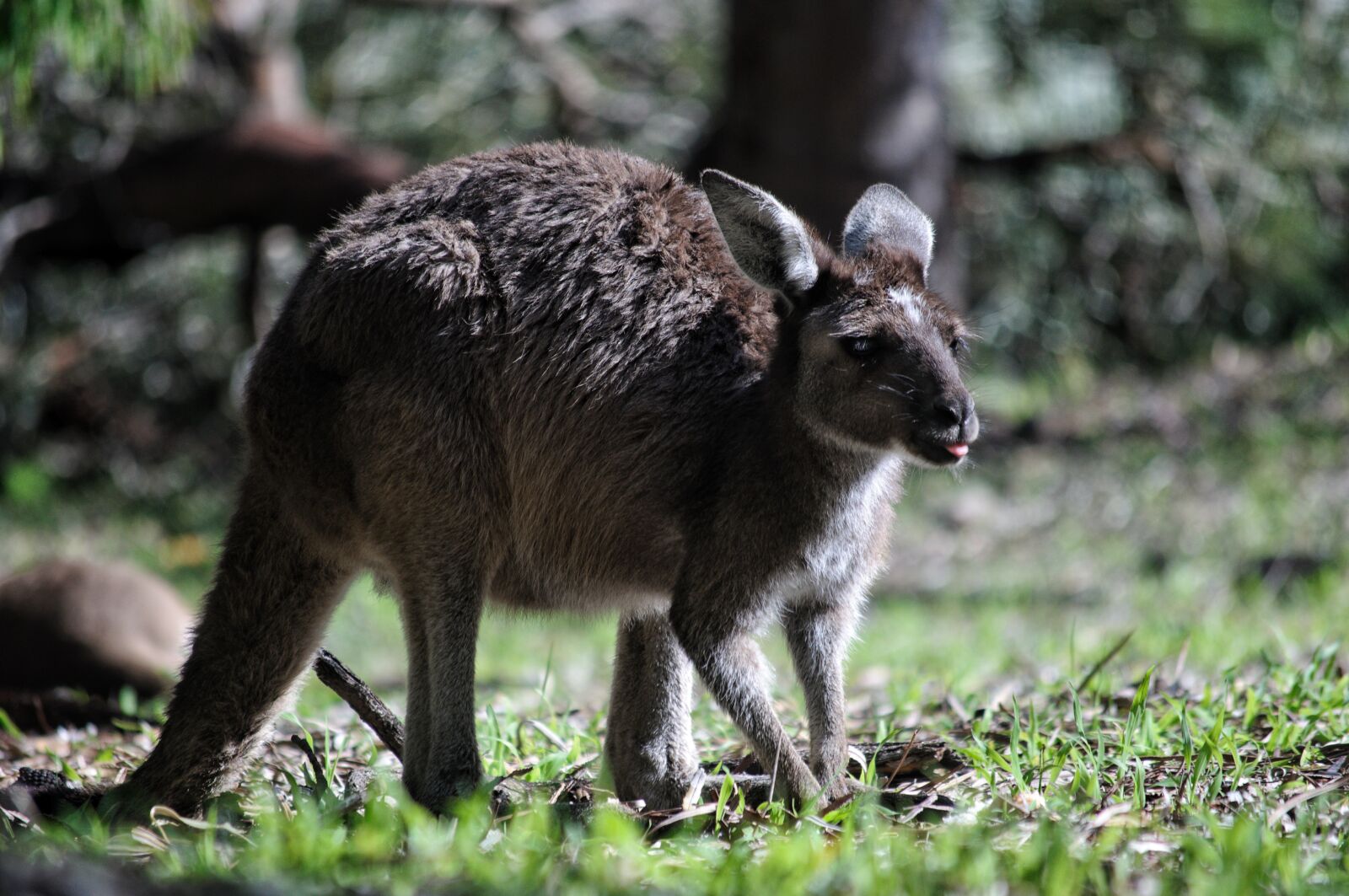Nikon D90 sample photo. Kangaroo, mammal, australia photography