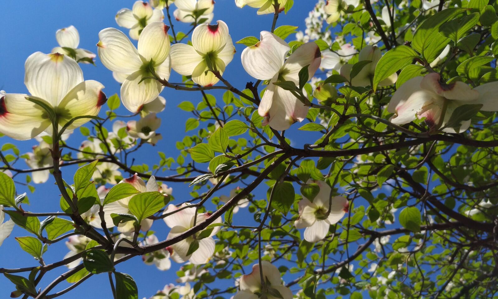 ASUS ZenFone 3 (ZE520KL) sample photo. Dogwood, white flowers, arboretum photography