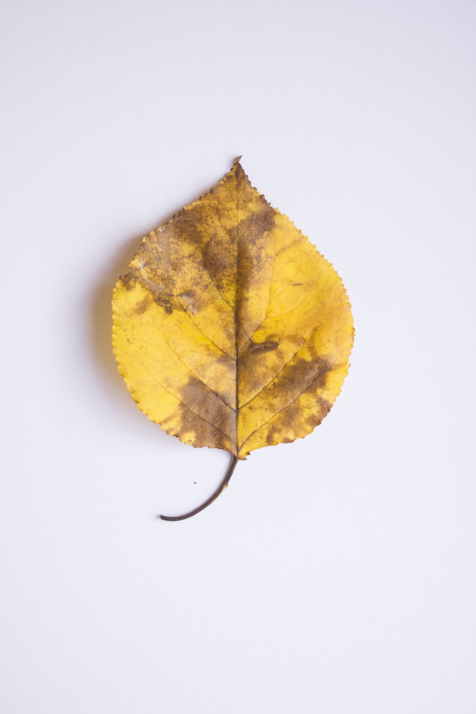 Canon EF-S 18-55mm F3.5-5.6 IS sample photo. Leaf, autumn, colors photography