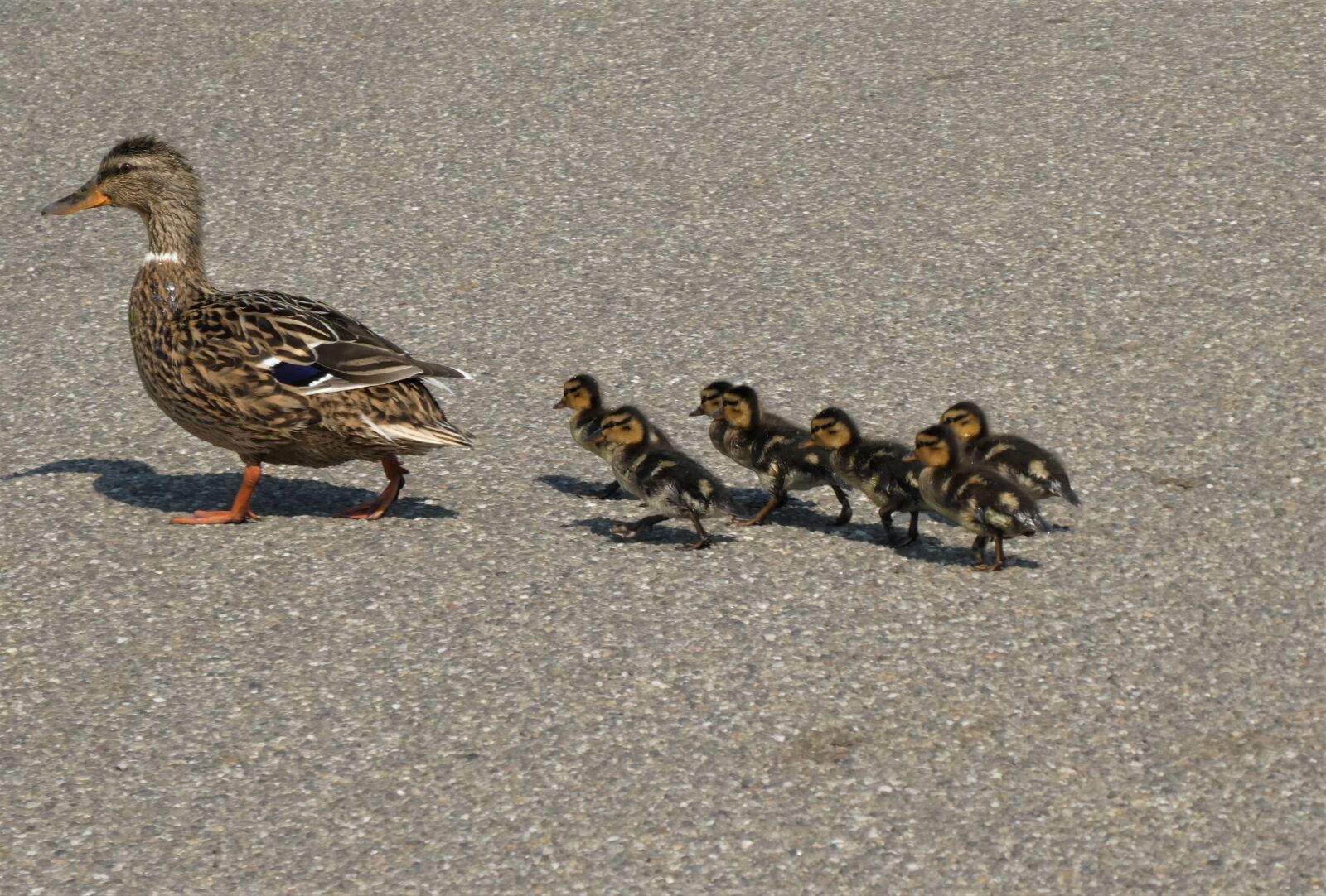 Panasonic Lumix DC-ZS70 (Lumix DC-TZ90) sample photo. Ducklings, chicks, cute photography