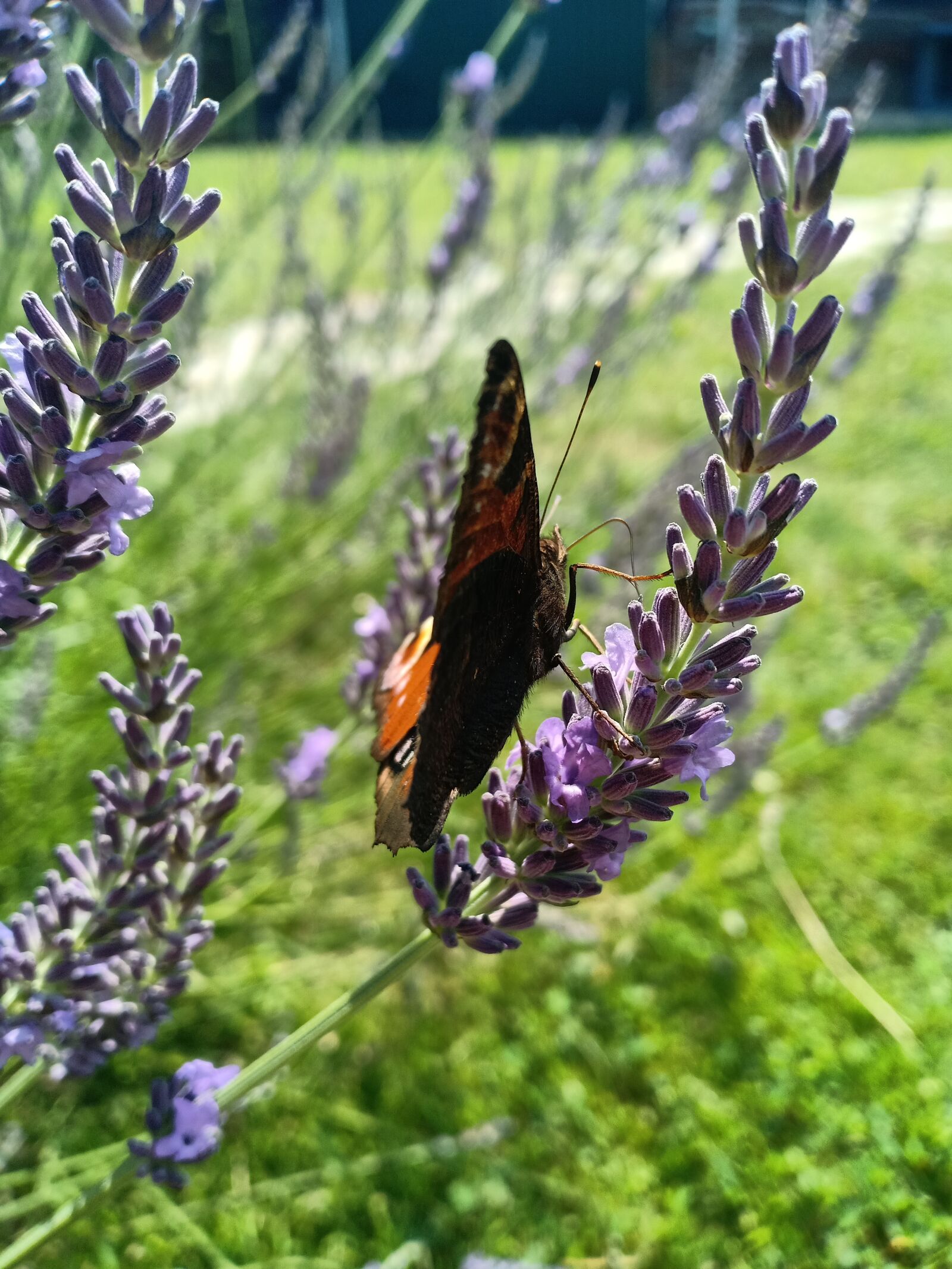 OPPO F7 sample photo. Butterfly, peacock, garden photography