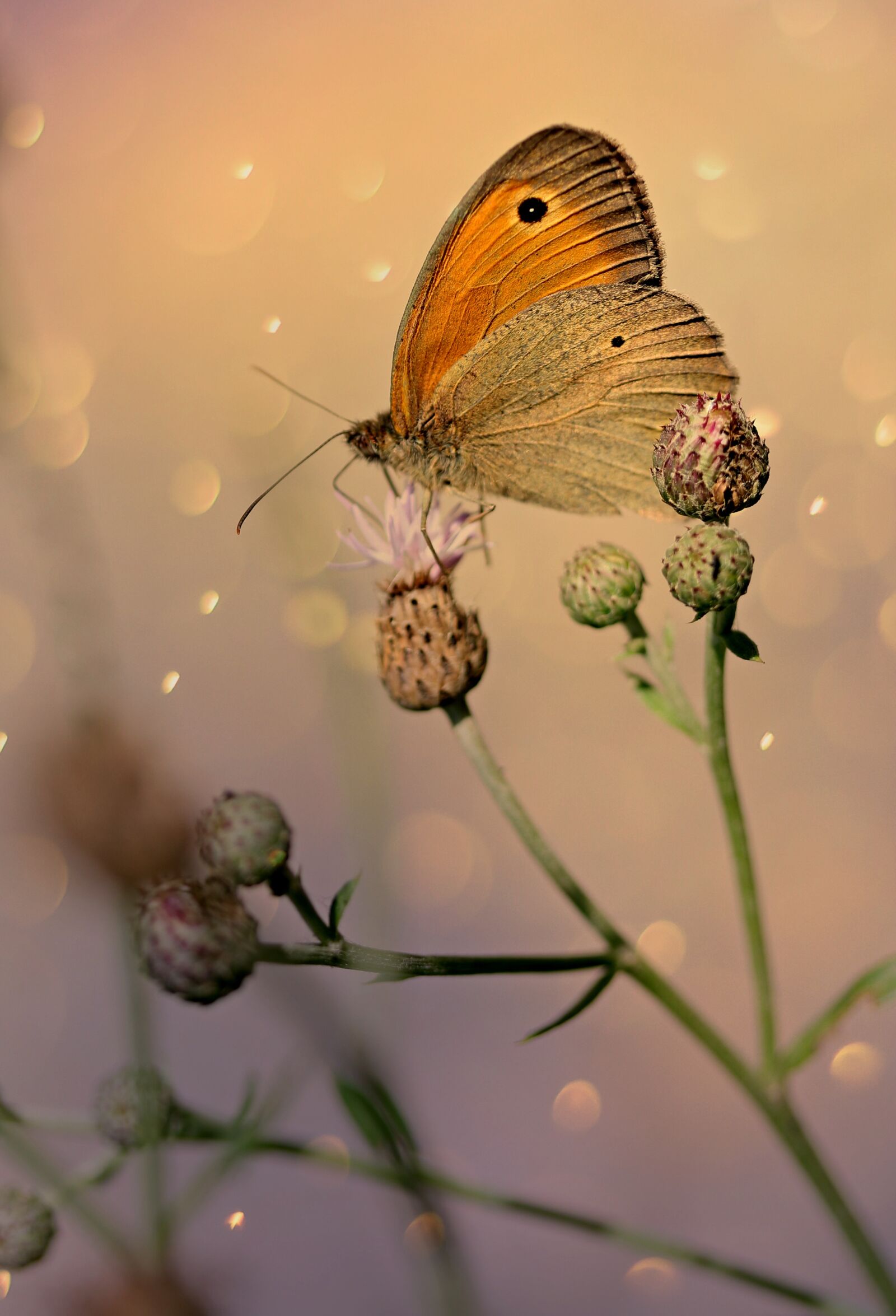 Canon EF-S 60mm F2.8 Macro USM sample photo. Butterfly, brown, wings photography