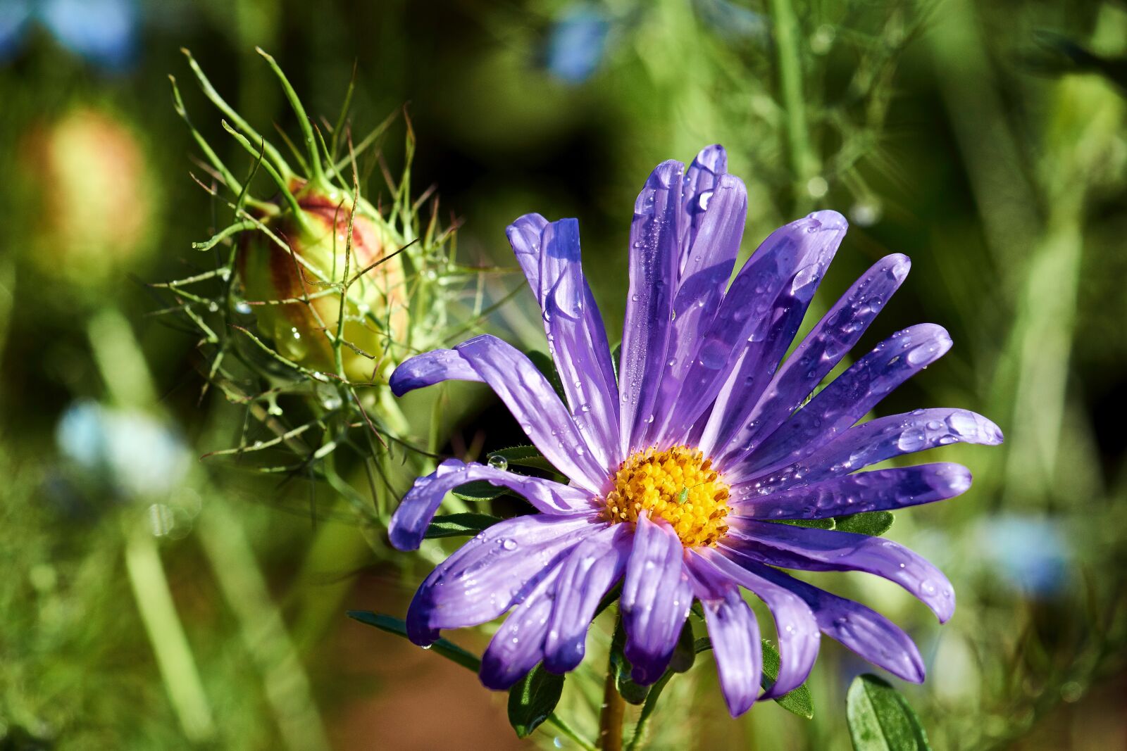 Sony SLT-A77 + Minolta AF 100mm F2.8 Macro [New] sample photo. Autumn, aster, rain photography