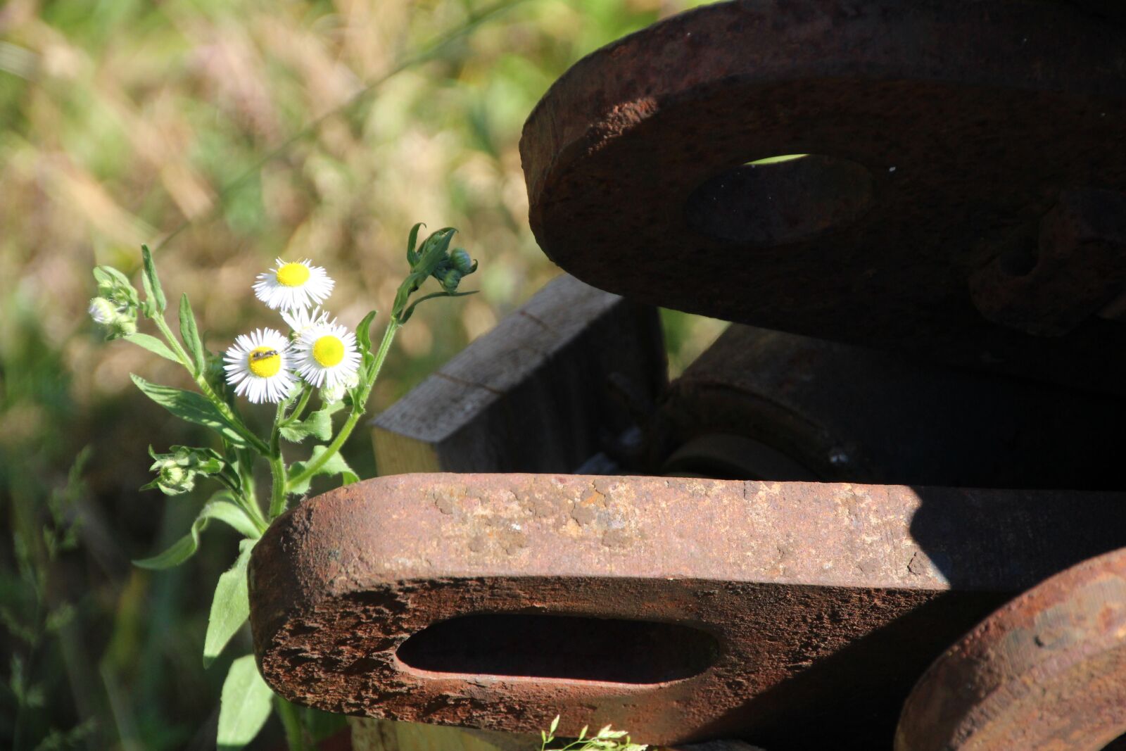 Canon EOS 1200D (EOS Rebel T5 / EOS Kiss X70 / EOS Hi) sample photo. Metal, flower, rusted photography