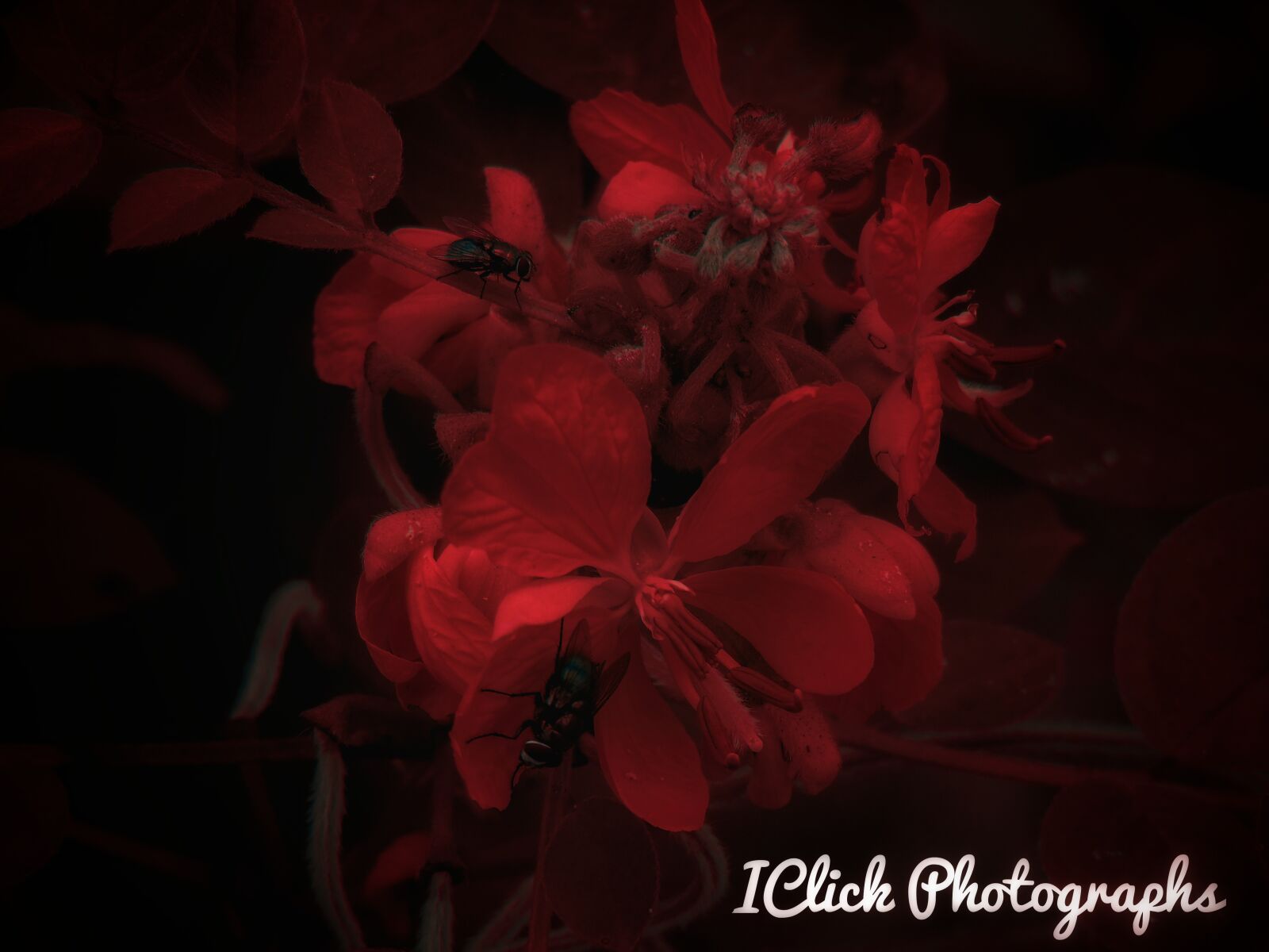 Sony Cyber-shot DSC-H300 sample photo. Nature, flower, red photography