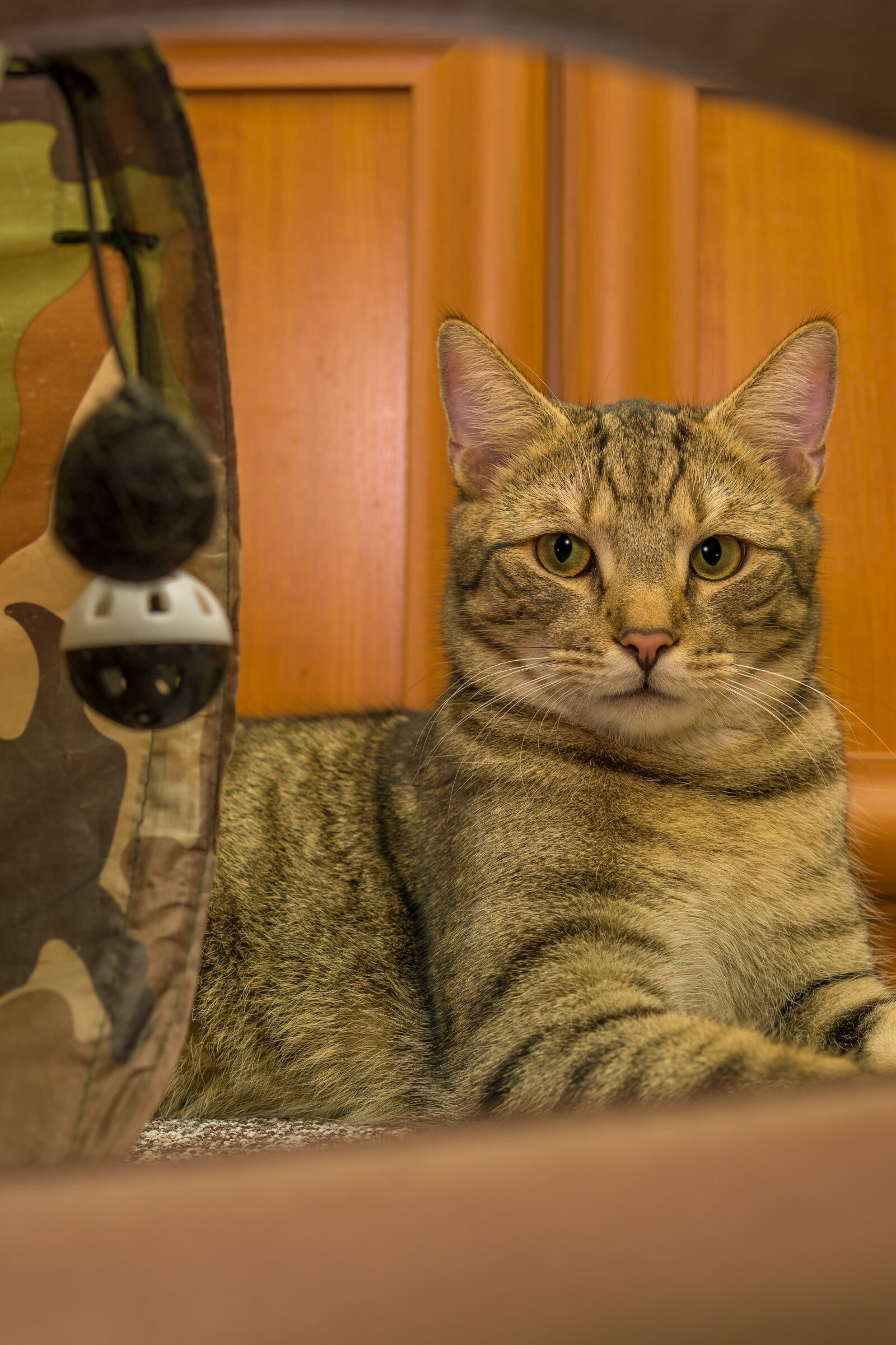 Sony a6000 + 30mm F1.4 DC DN | Contemporary 016 sample photo. Cat, animal, tabby cat photography