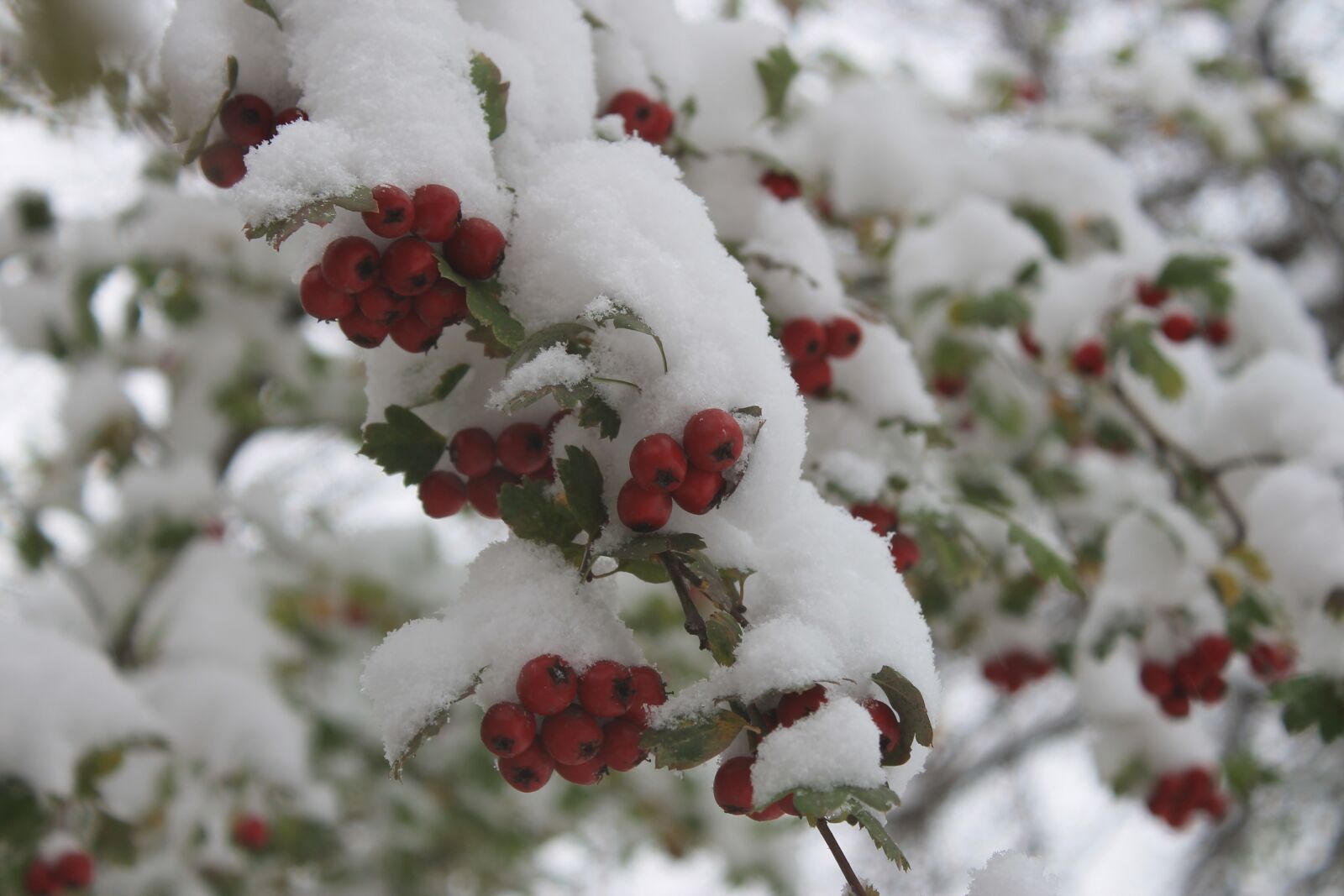 Canon EOS 1100D (EOS Rebel T3 / EOS Kiss X50) sample photo. The first snow, freezing photography