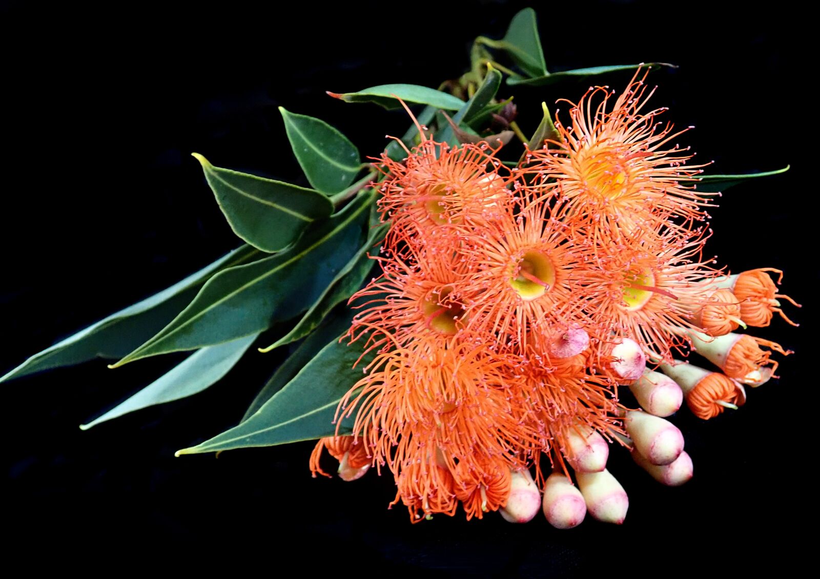 Olympus TG-5 sample photo. Flowers, orange, gum tree photography