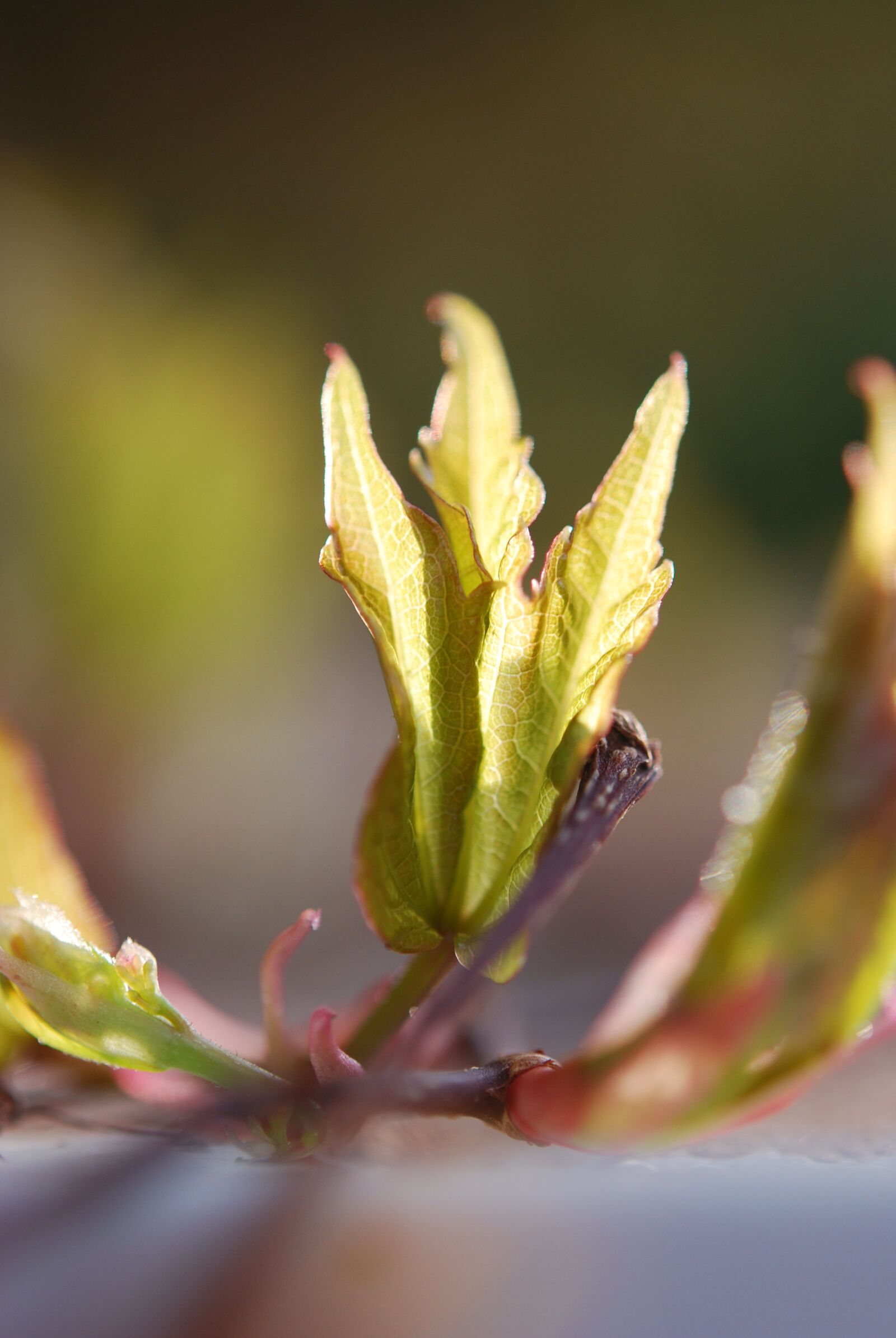 Nikon D60 sample photo. Spring, branch, yellow photography