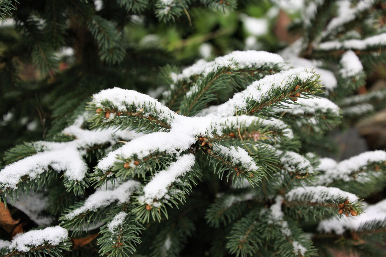 Canon EOS 60D sample photo. Snow, the first snow photography