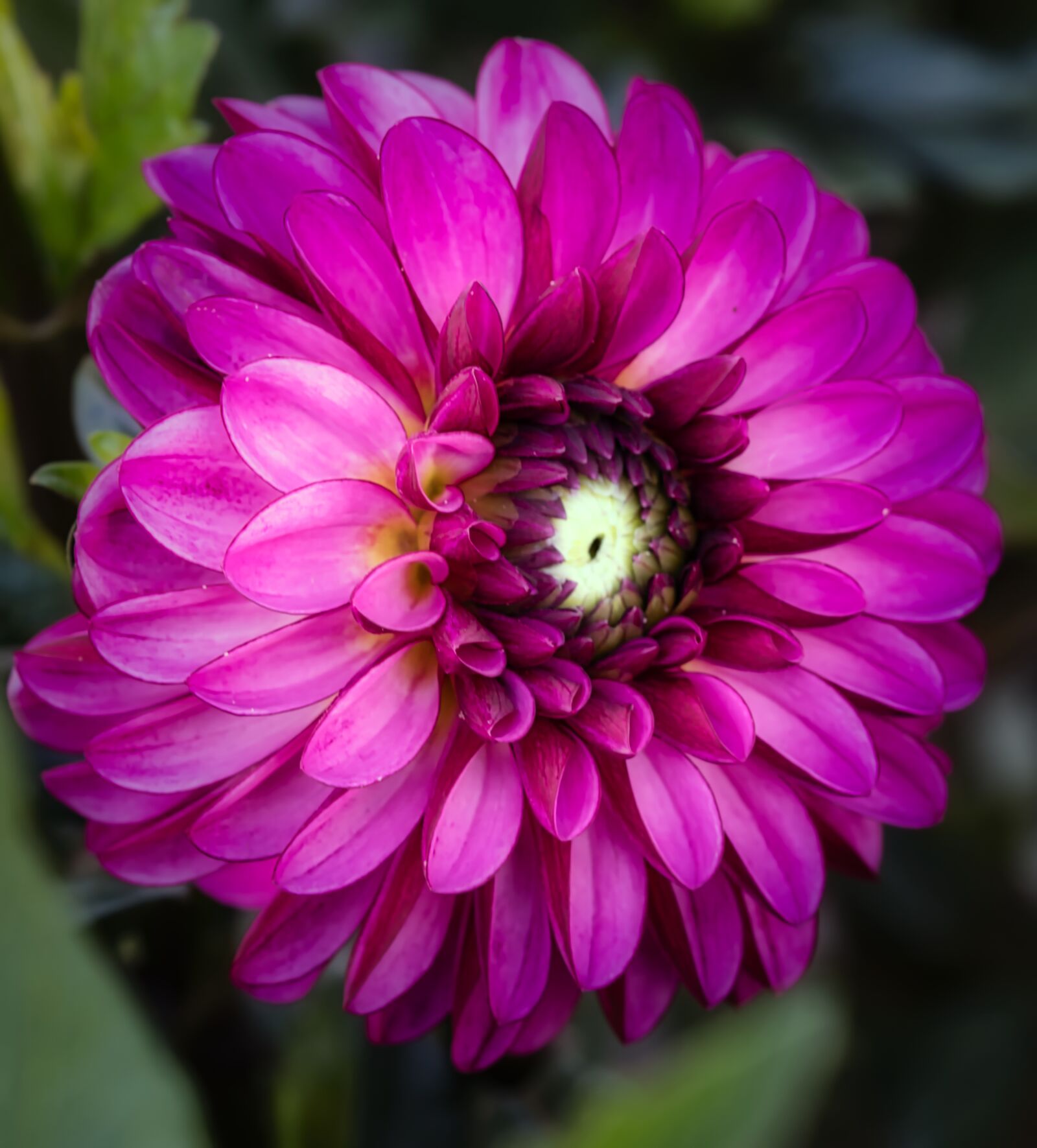 Canon EOS 200D (EOS Rebel SL2 / EOS Kiss X9) sample photo. Dahlia, blossom, bloom photography