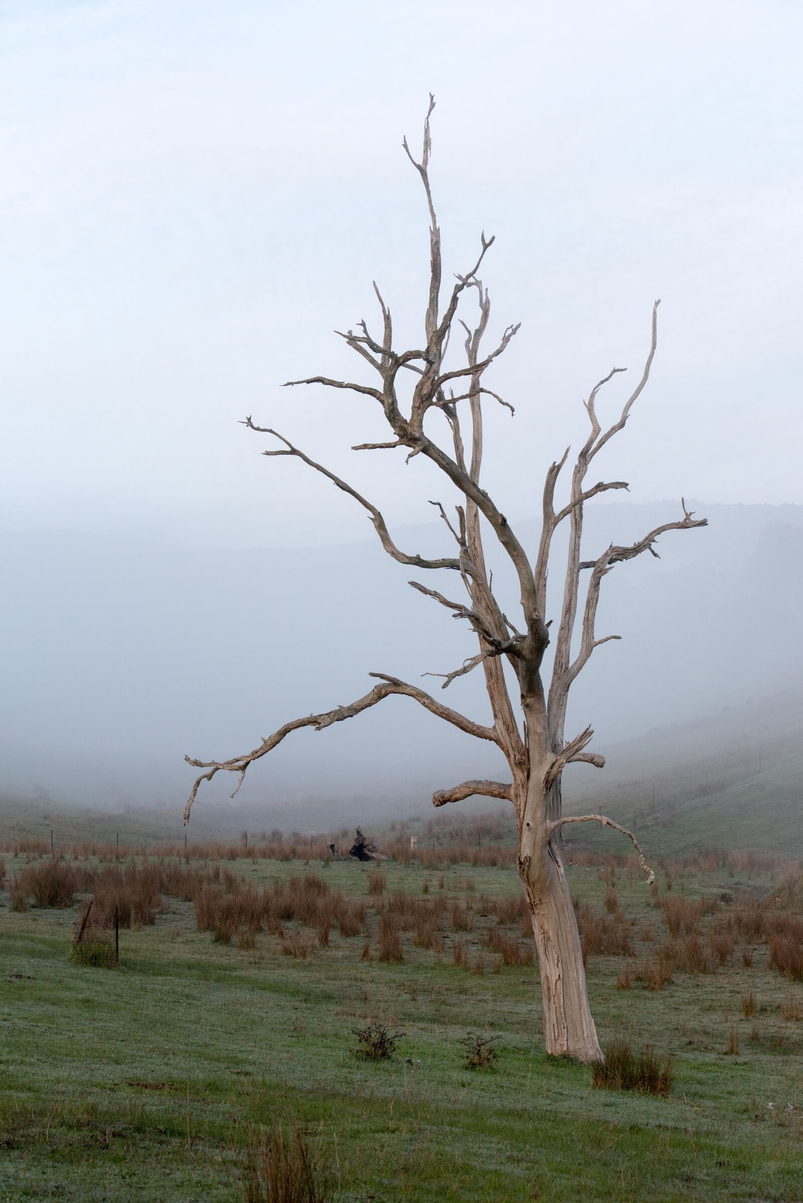 Nikon D750 sample photo. Tree, dead tree, nature photography