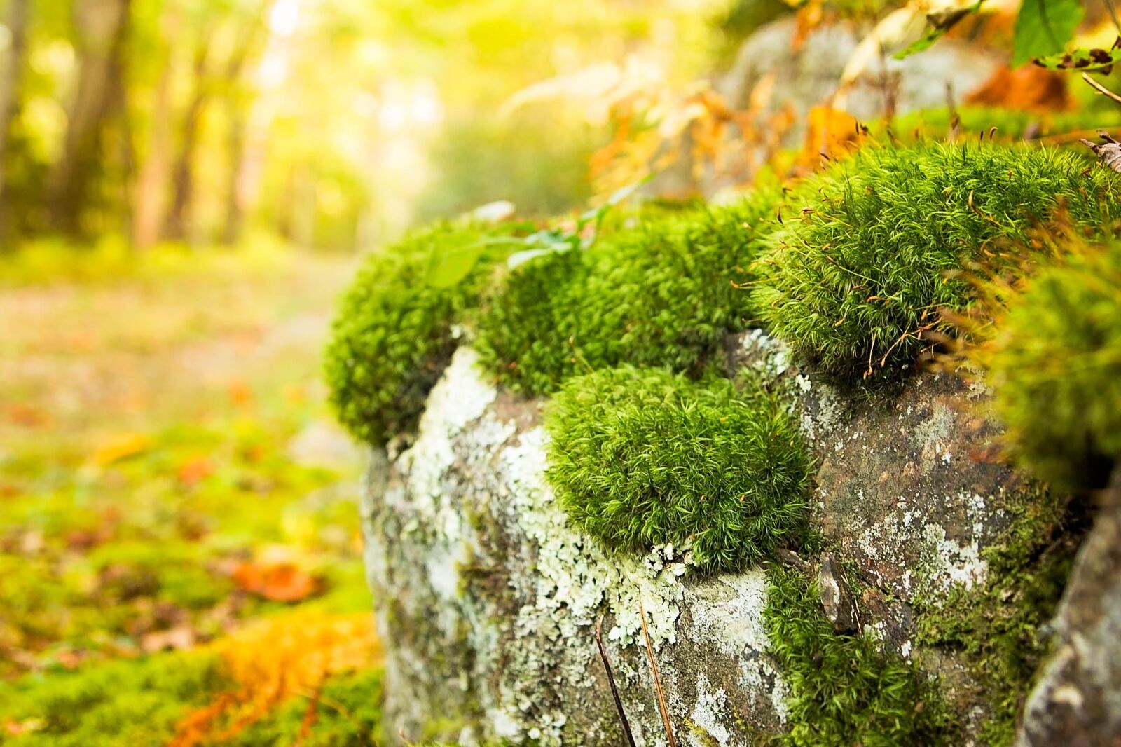 Canon EOS 70D sample photo. Autumn, fall, woodland photography
