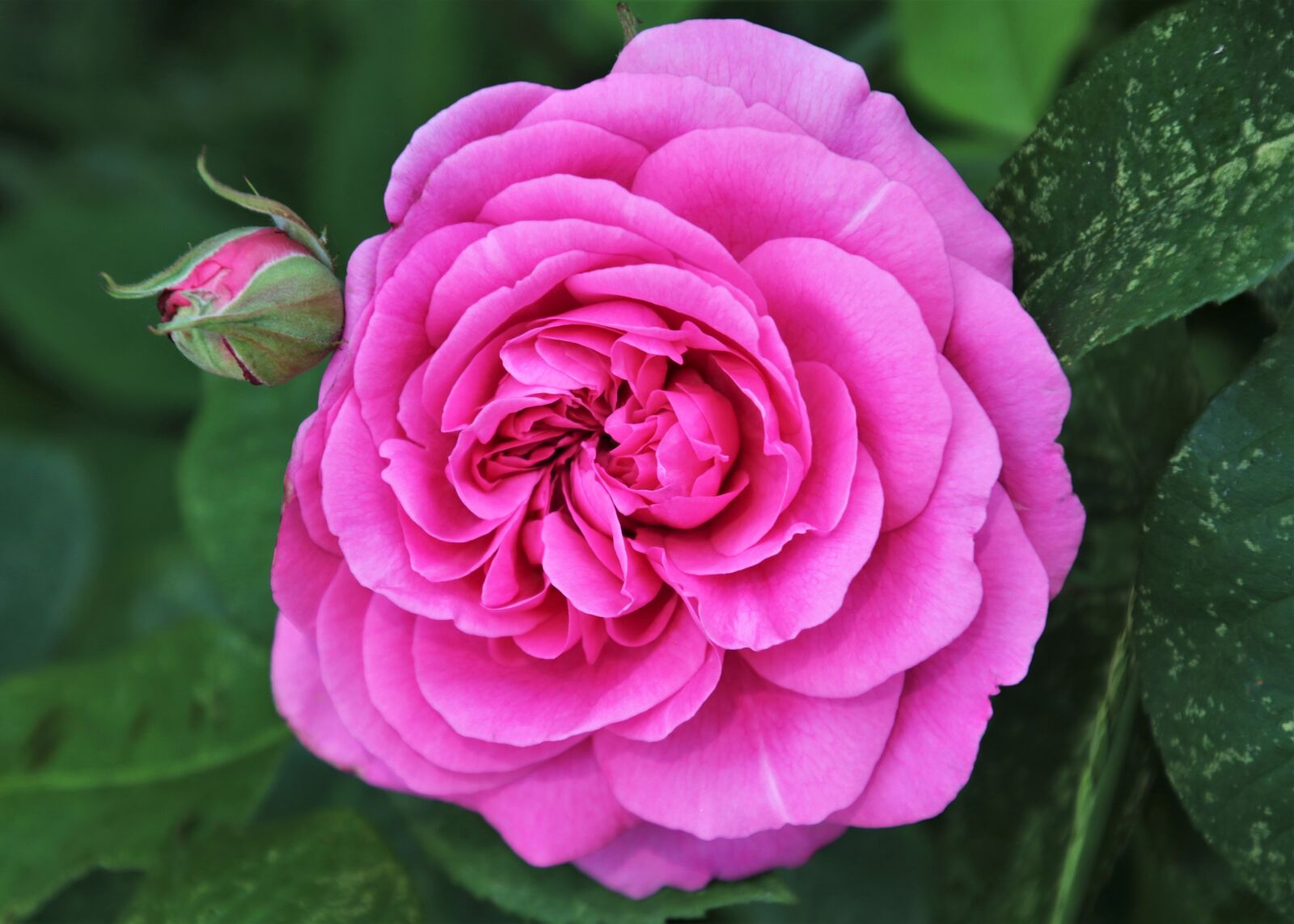 Canon EOS 80D sample photo. Roses, petals, the smell photography