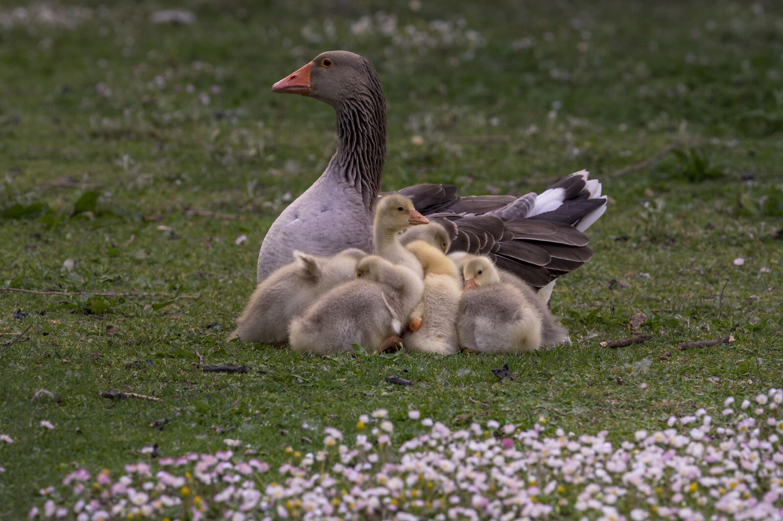 Nikon D7200 sample photo. Birds, nature, mother photography