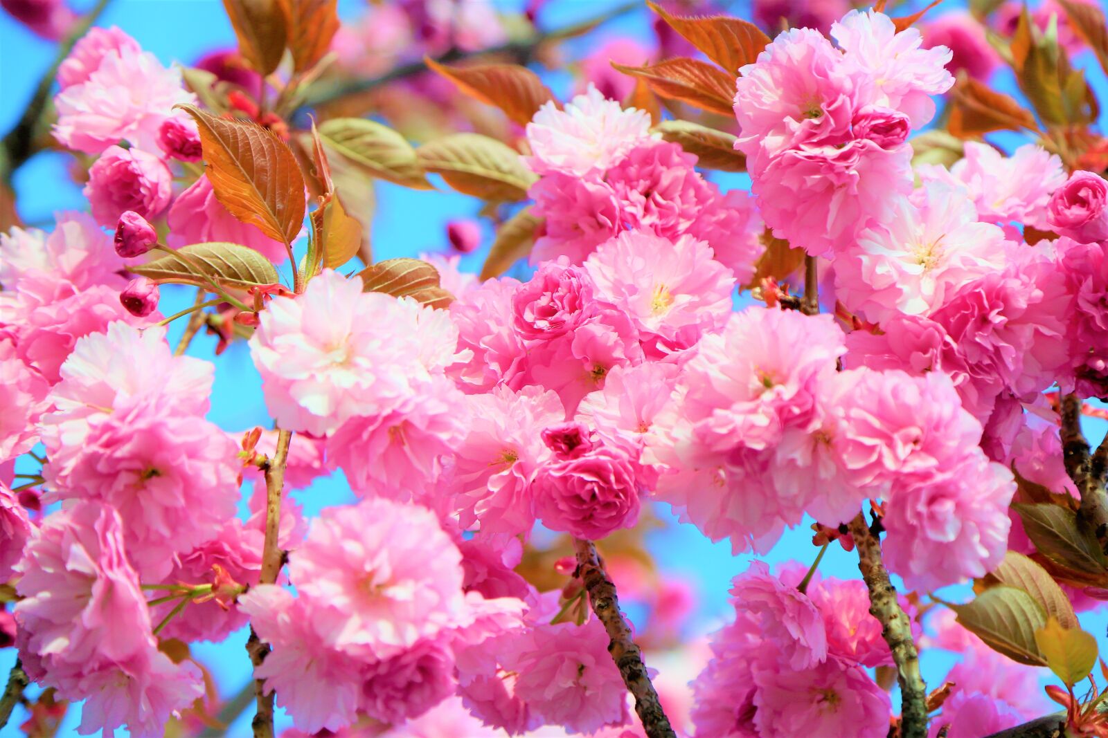 Canon EOS 5D Mark III sample photo. Flower, beautiful, nature photography
