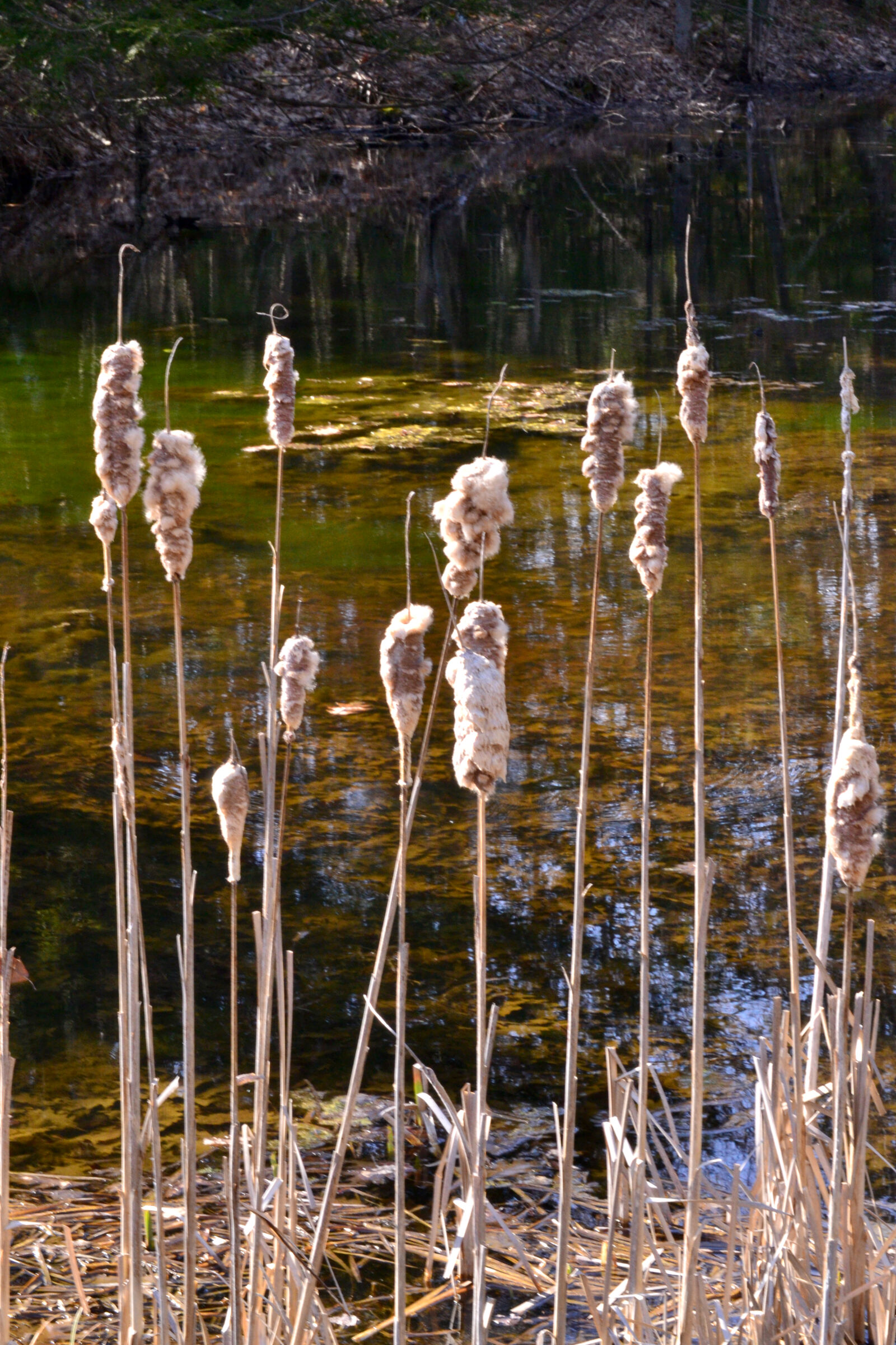 Nikon D3100 sample photo. Cattails, nature, pond photography