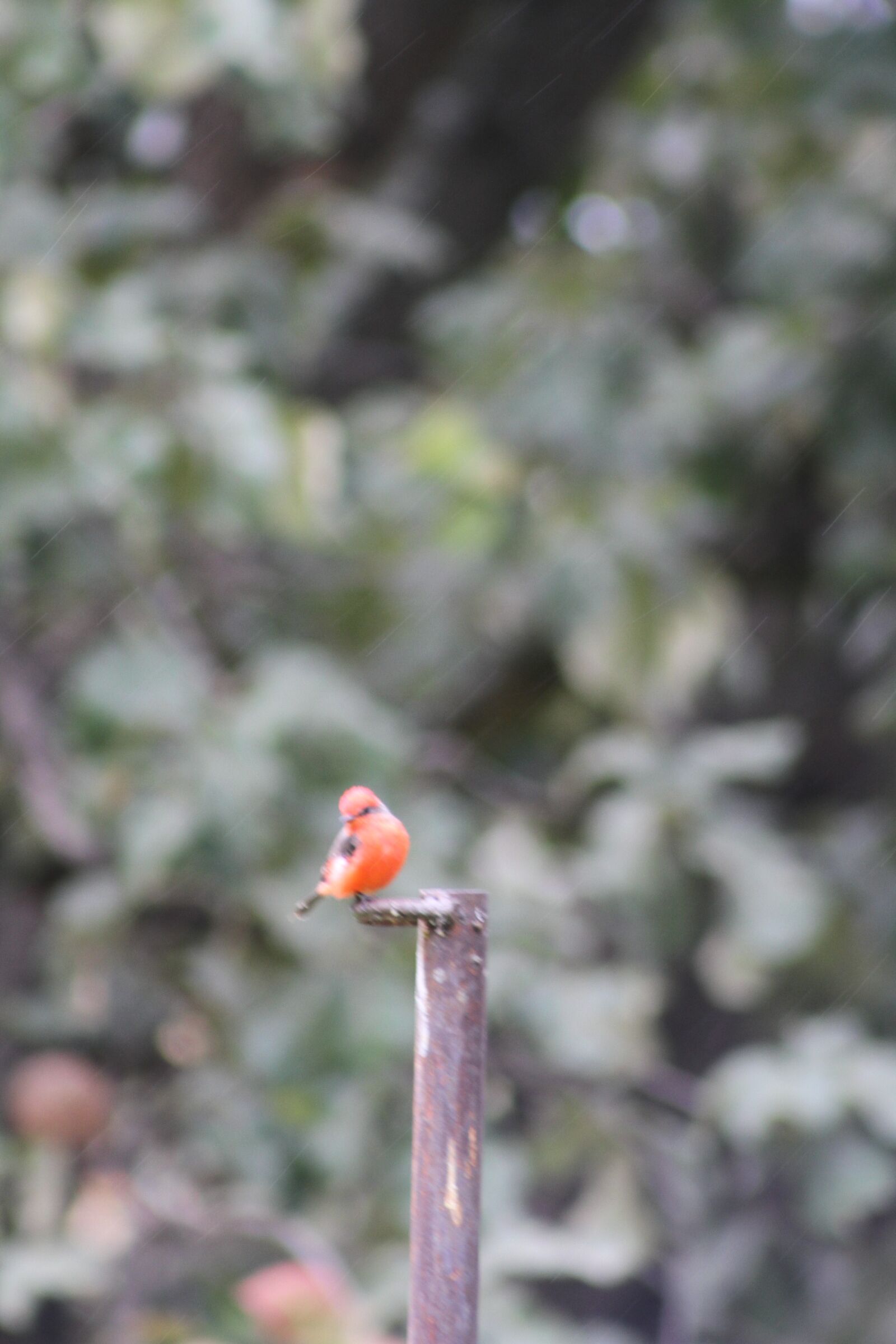 Canon EOS 7D sample photo. Pájaro, rojo, bird photography
