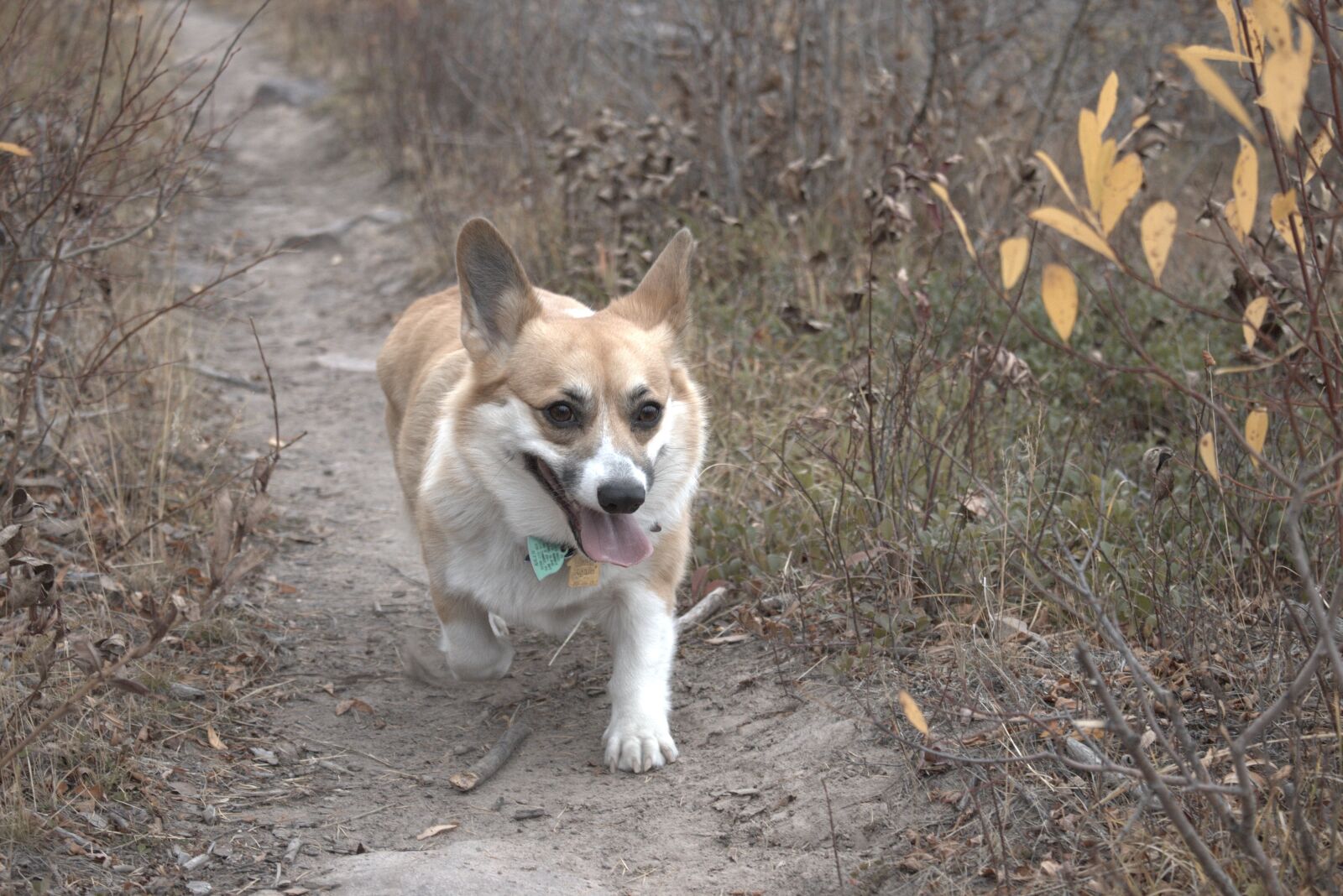 Canon EOS 70D + Canon EF-S 18-55mm F3.5-5.6 IS STM sample photo. Dog, corgi, outdoors photography