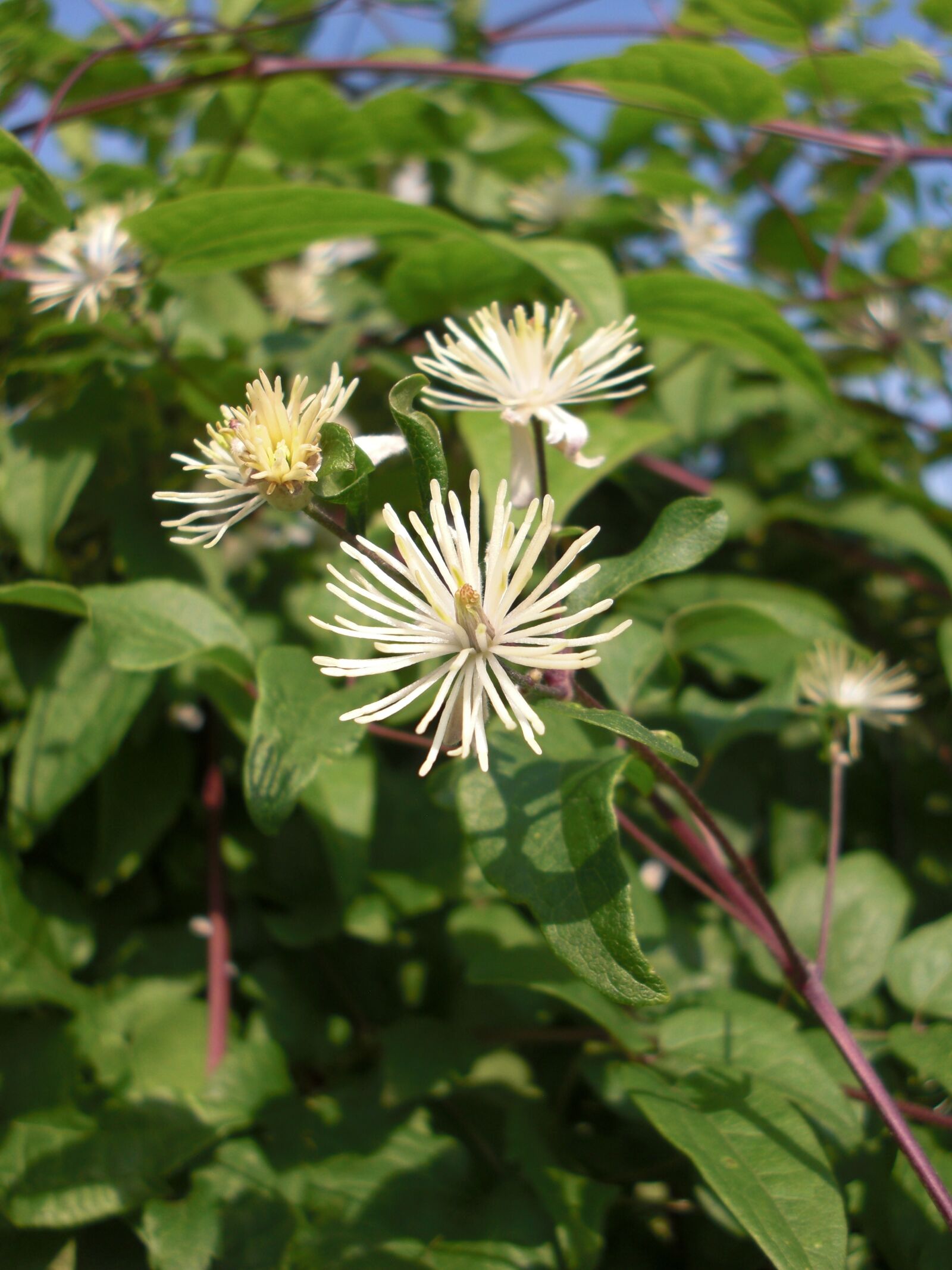 CASIO EX-S10 sample photo. Clematis, bach flower remedy photography