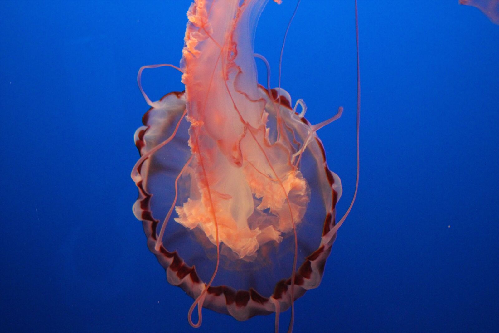 Canon EF 75-300mm f/4-5.6 USM sample photo. Aquarium, underwater, sea photography