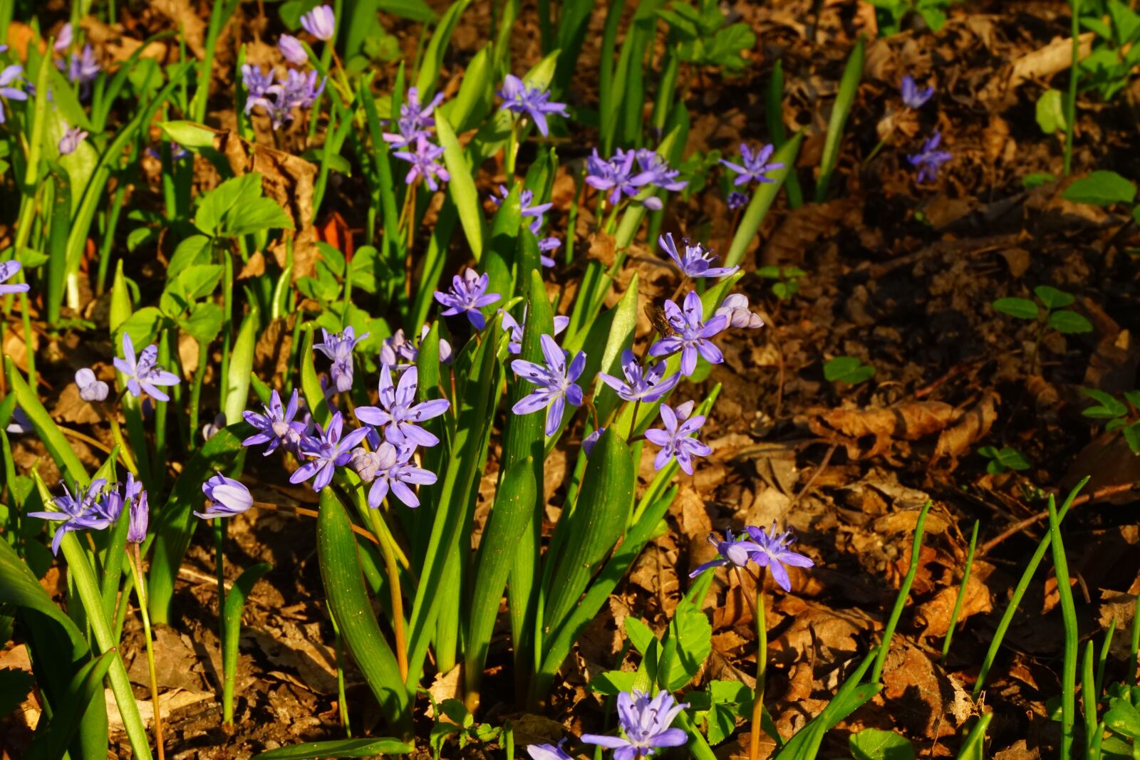 Sony a7 + Sony FE 28-70mm F3.5-5.6 OSS sample photo. Blue star, scilla, blossom photography