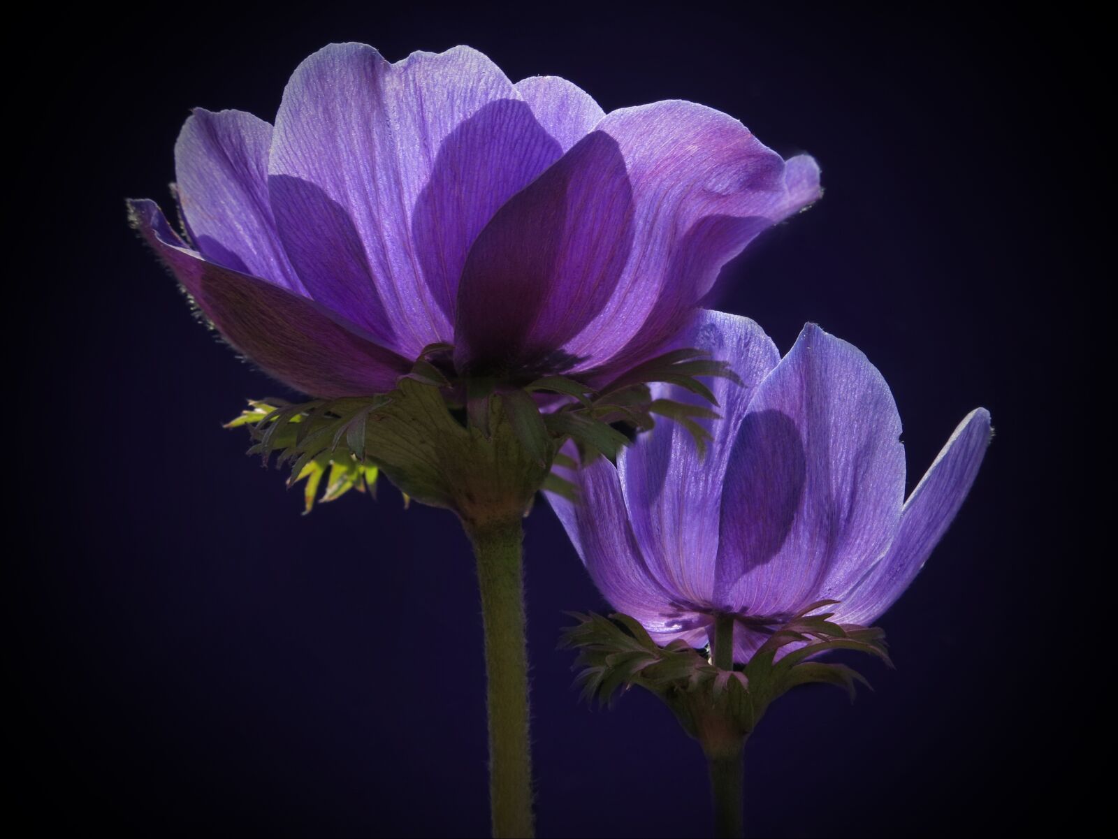 Canon PowerShot G15 sample photo. Anemone, crown anemone, blue photography