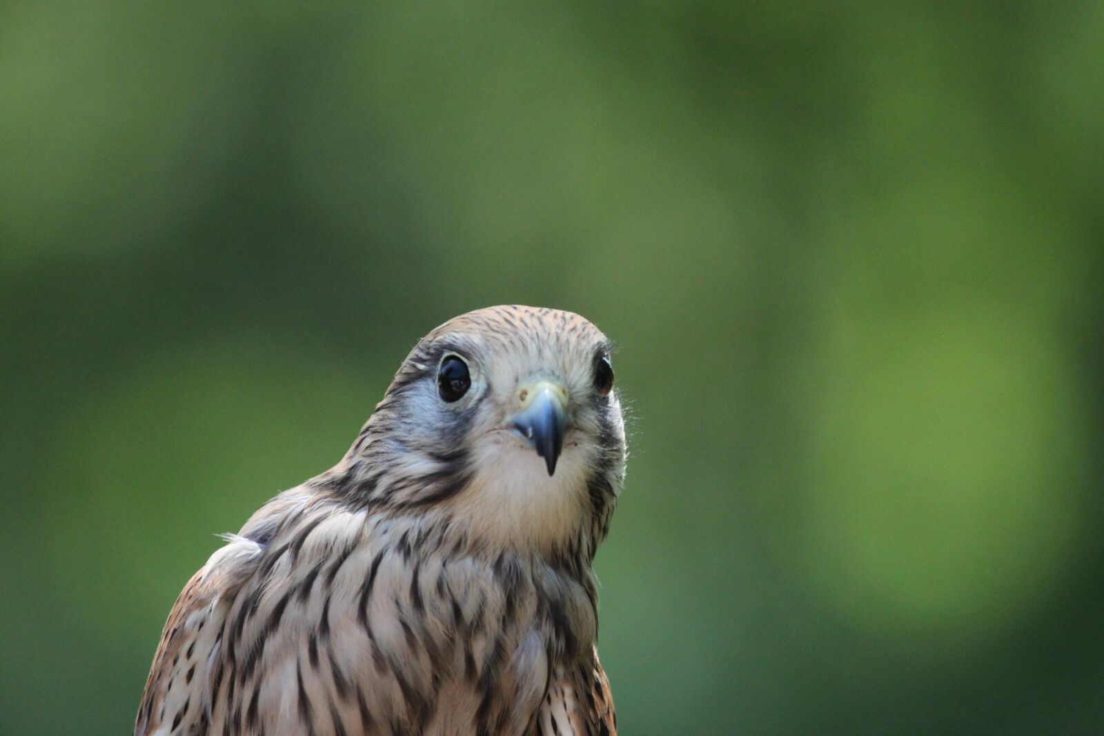 Canon EOS 500D (EOS Rebel T1i / EOS Kiss X3) sample photo. Sperber, bird of prey photography