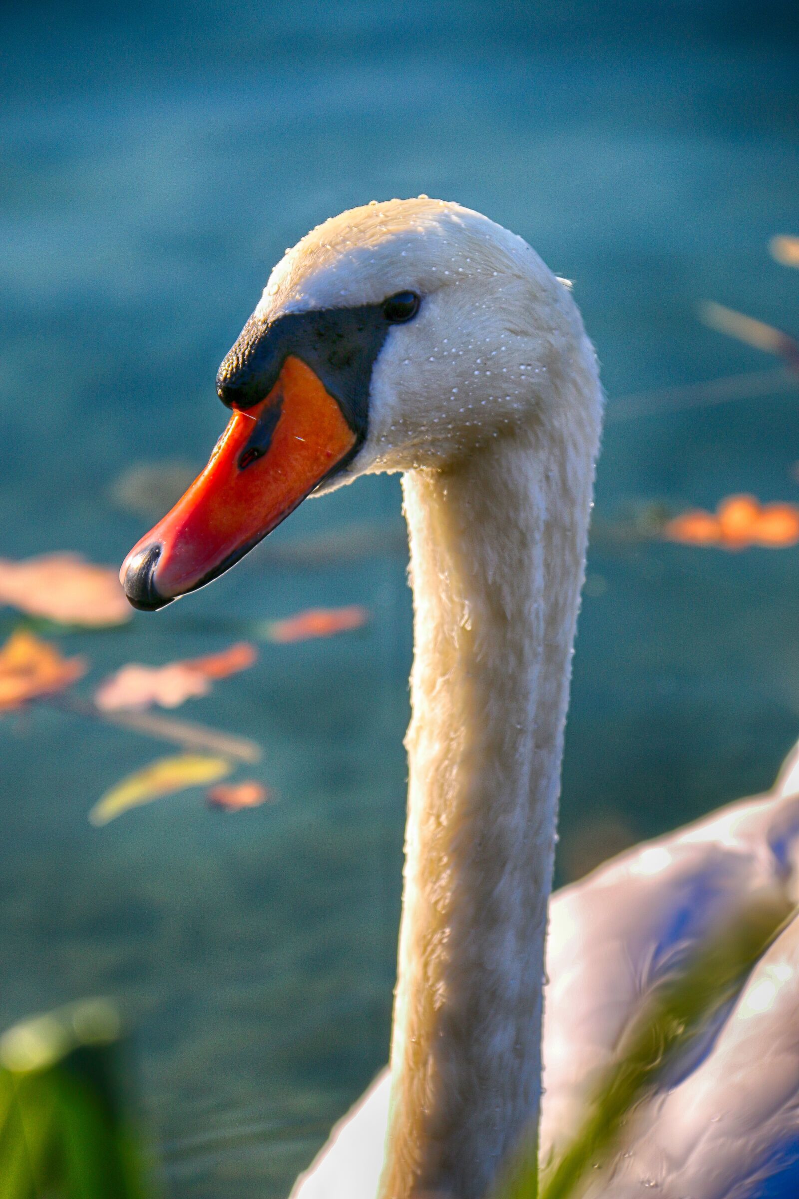 Canon EOS 70D sample photo. Portrait, swan, bird photography