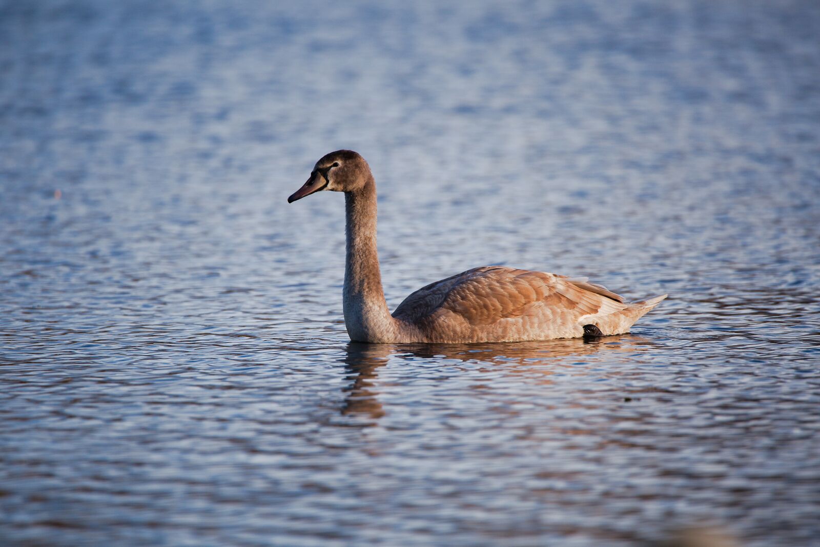 Canon EOS 6D sample photo. Bird, lake, waters photography