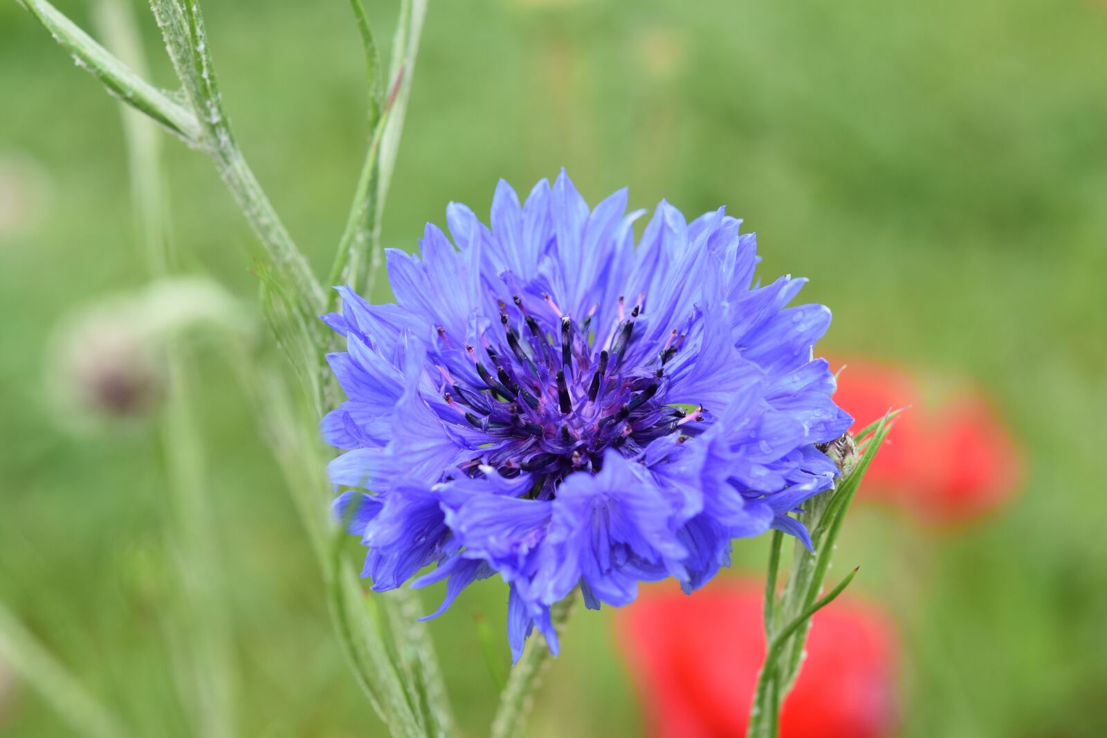 Nikon D5600 sample photo. Flower, blueberry, blue flower photography