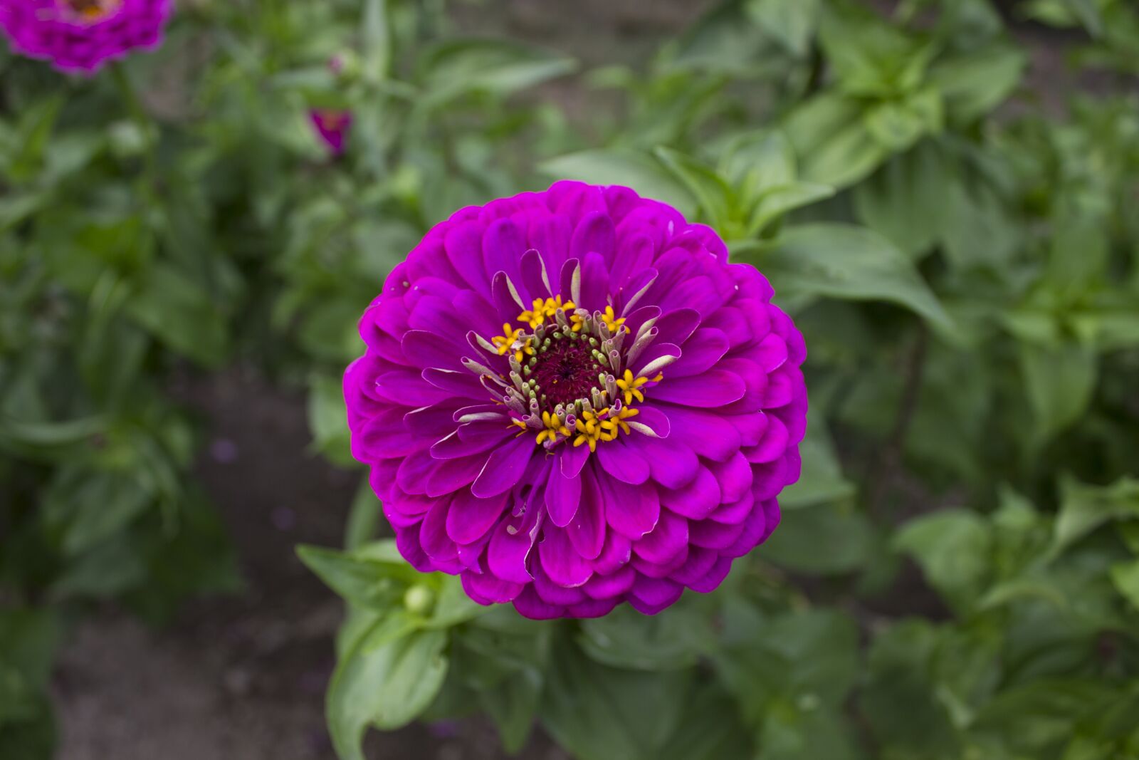 Canon EOS 600D (Rebel EOS T3i / EOS Kiss X5) sample photo. Flower, magenta, zinnia photography