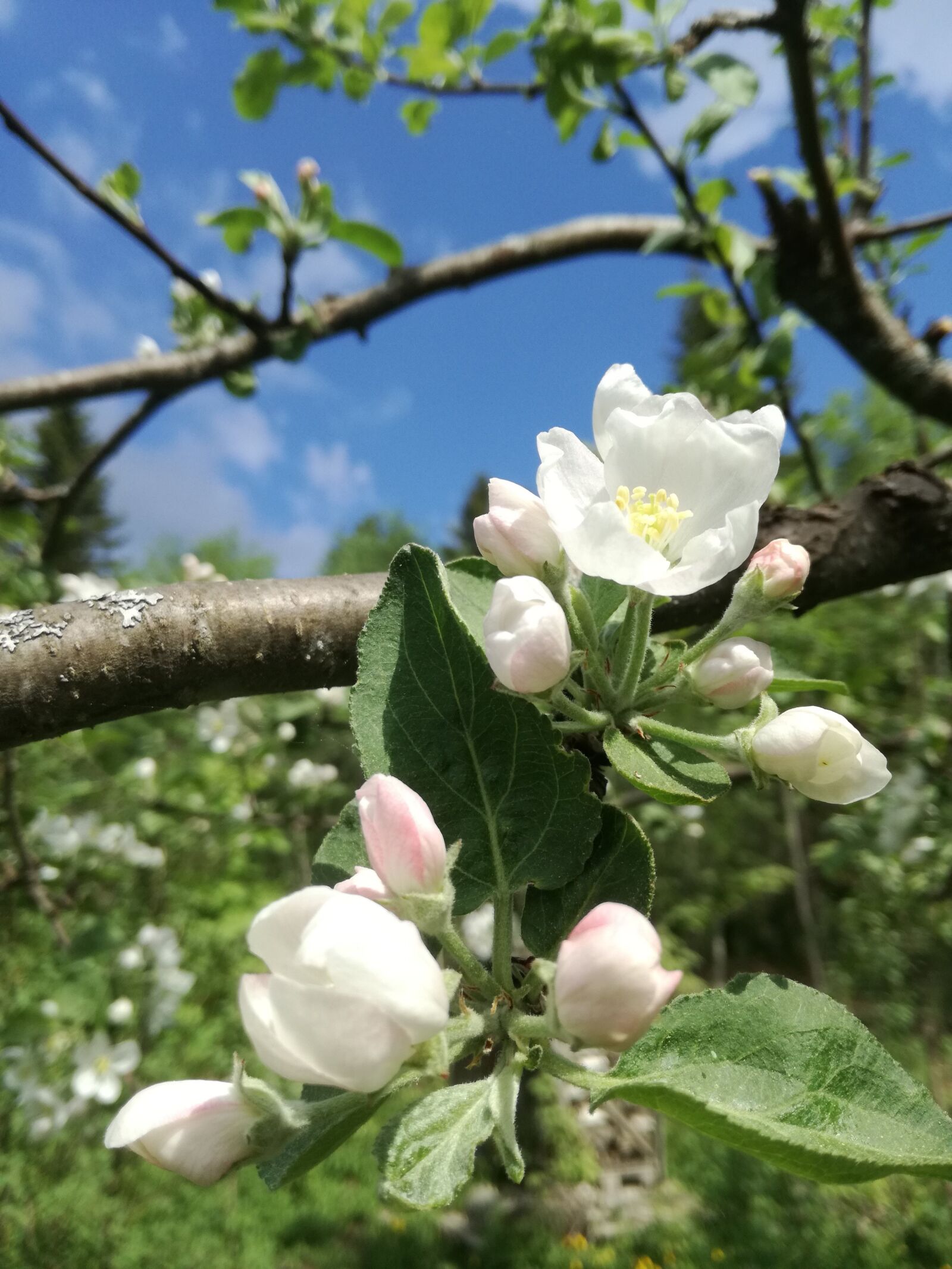 HUAWEI P9 LITE sample photo. Apple tree, flowers, garden photography