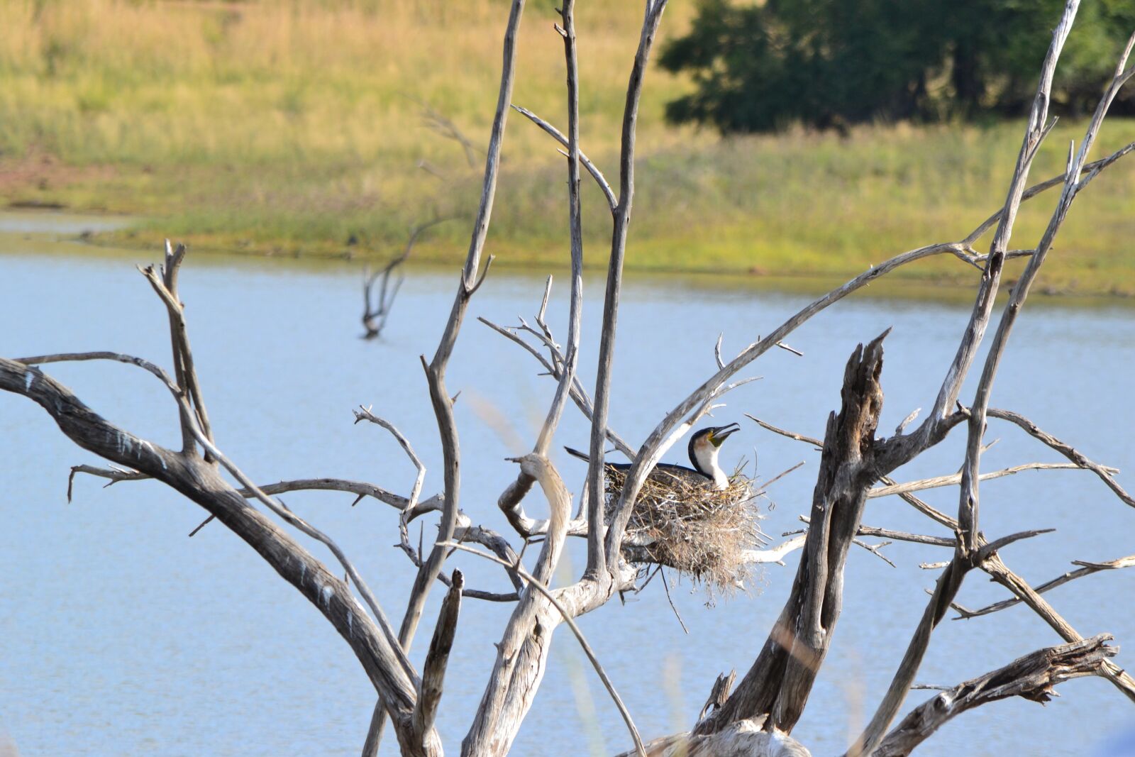 Nikon D3100 sample photo. Bird, nest, tree photography