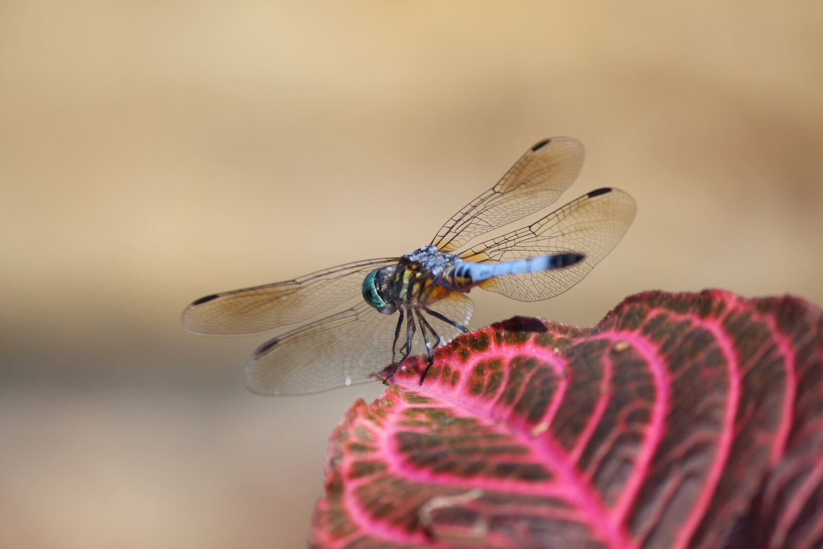 Canon EOS 700D (EOS Rebel T5i / EOS Kiss X7i) sample photo. Dragonfly, insect, nature photography