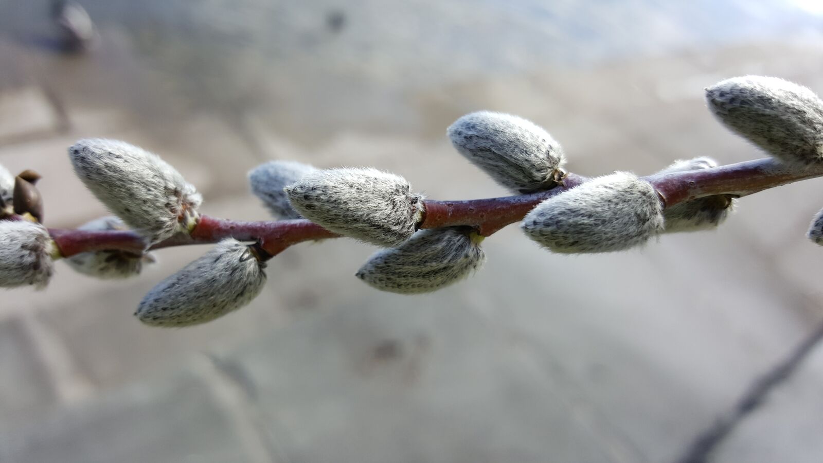 Samsung GALAXY S6 edge sample photo. Close up, plant, nature photography