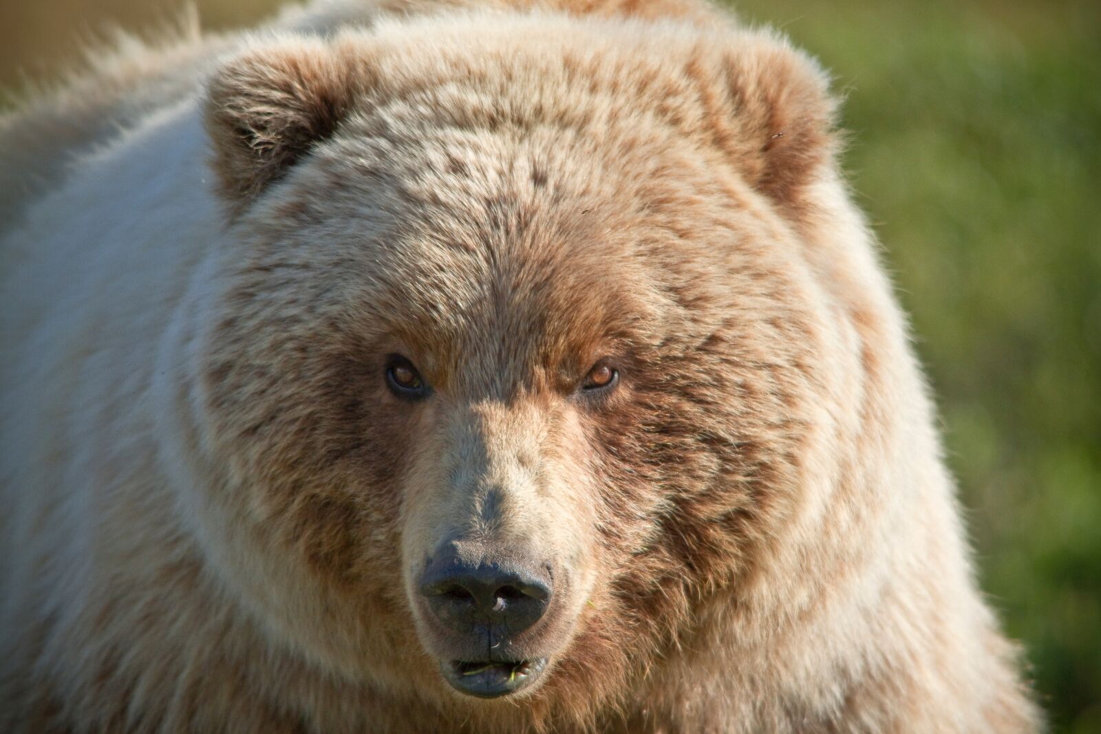 Canon EOS 7D sample photo. Bear, grizzly, female photography