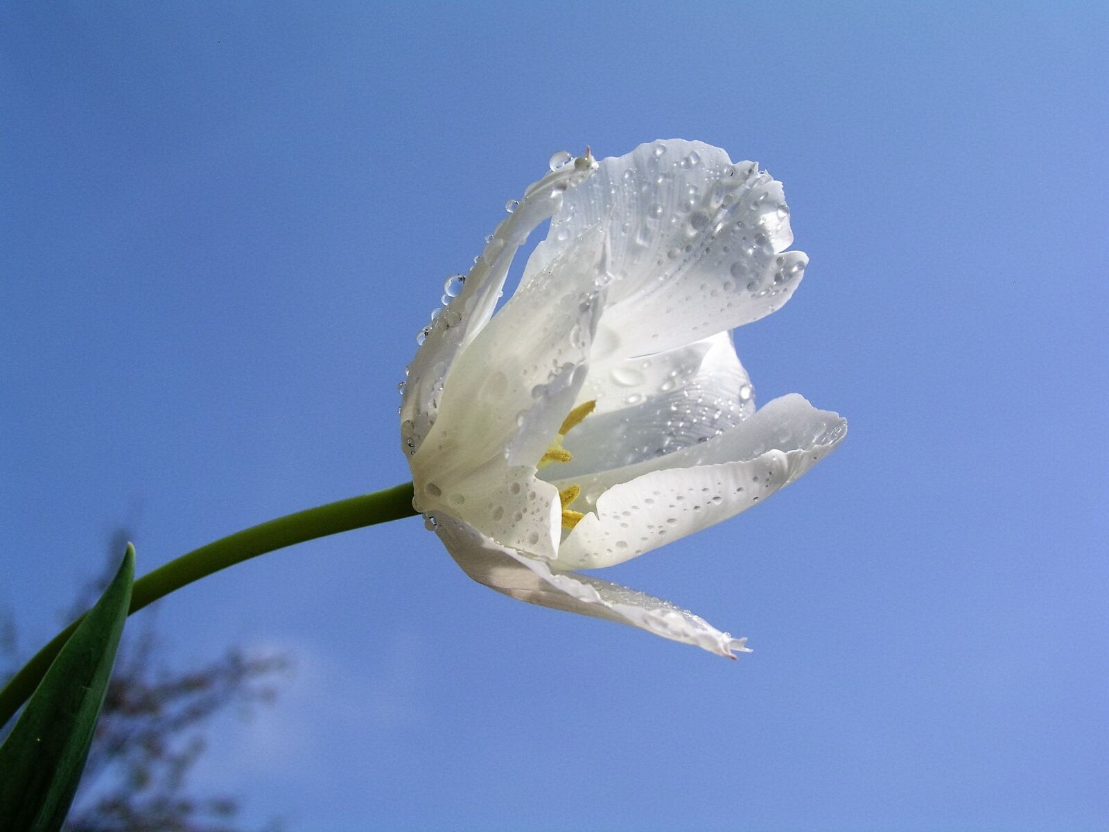 Olympus C5050Z sample photo. Flower, bloom, tulip photography