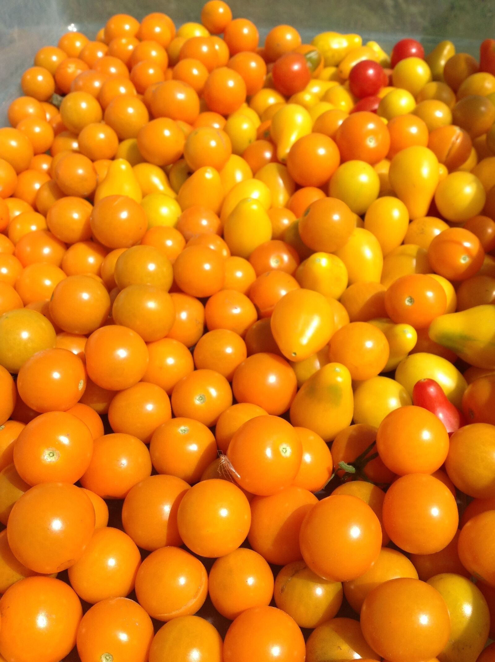 Apple iPad sample photo. Tomatoes, food, farm life photography
