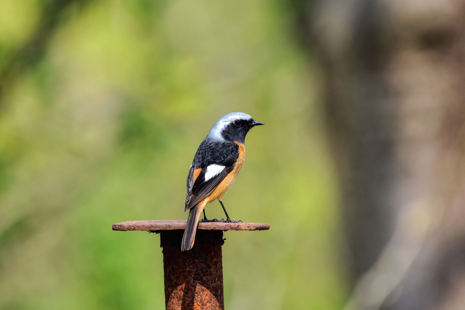 Nikon D7200 sample photo. Animal, forest, wood photography